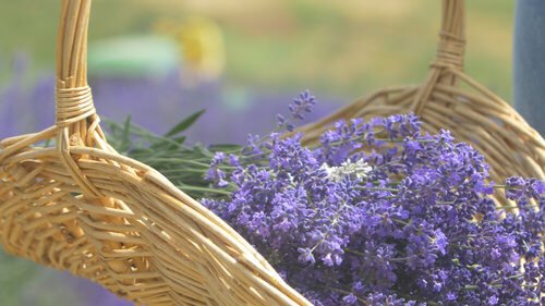 Blue Mountain Lavendar Farm