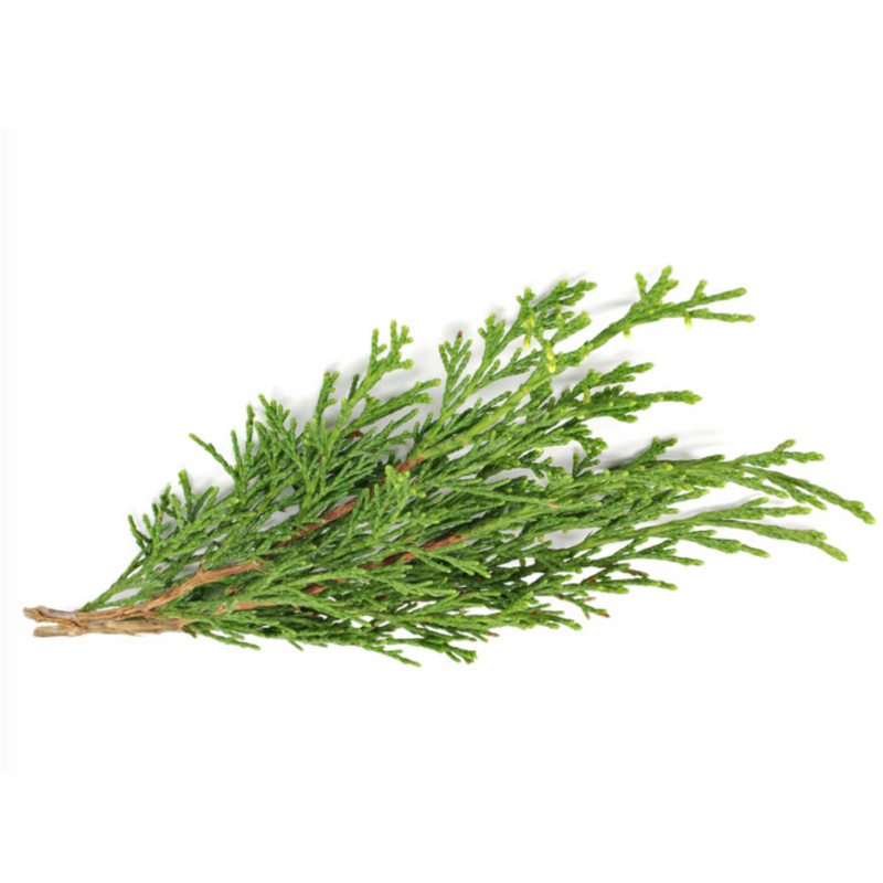 Cypress IN.png