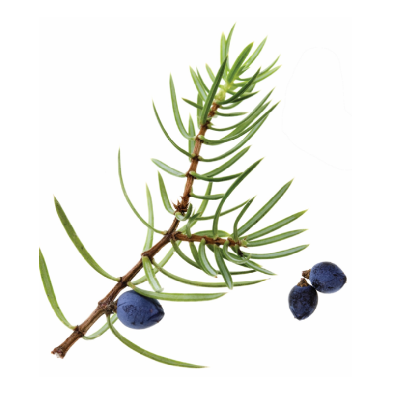 Juniper Berry IN.png