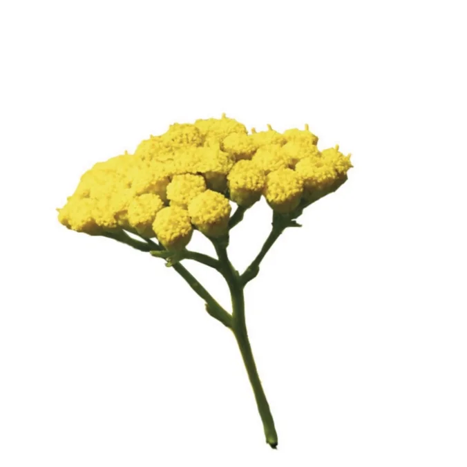 Blue%2BTansy%2BFlower.jpg