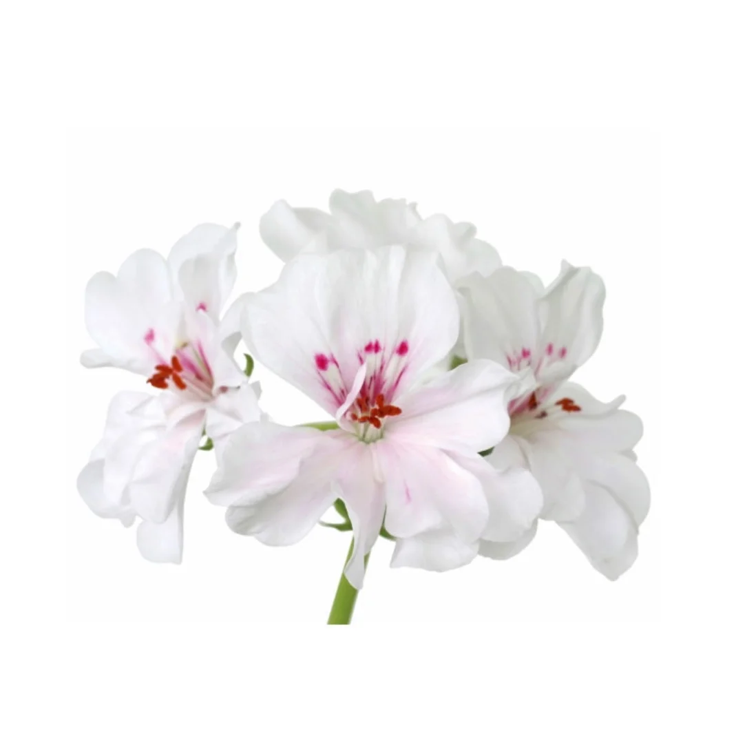 Geranium%2BFlower.jpg