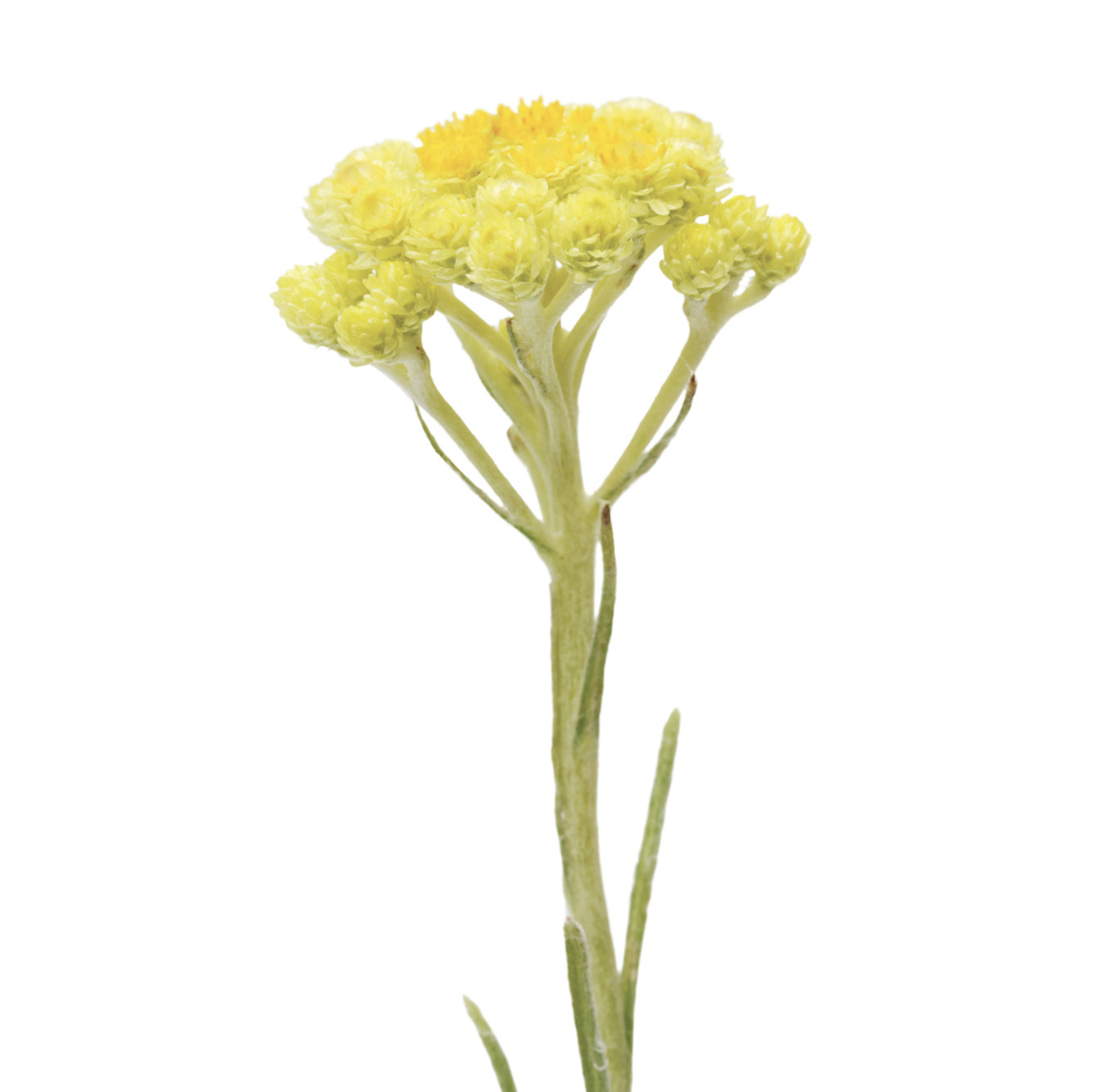 Helichrysum .png