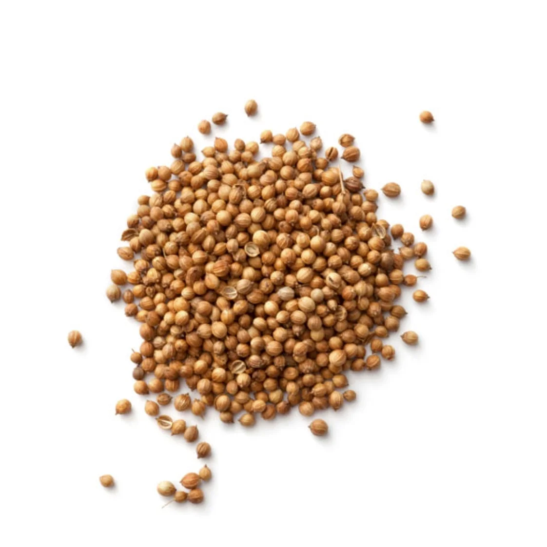Coriander.jpg