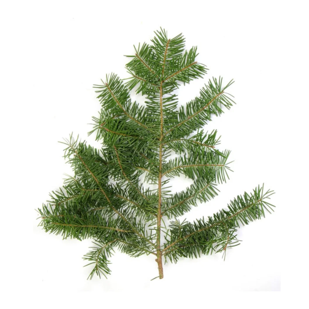 Douglas+Fir.jpg