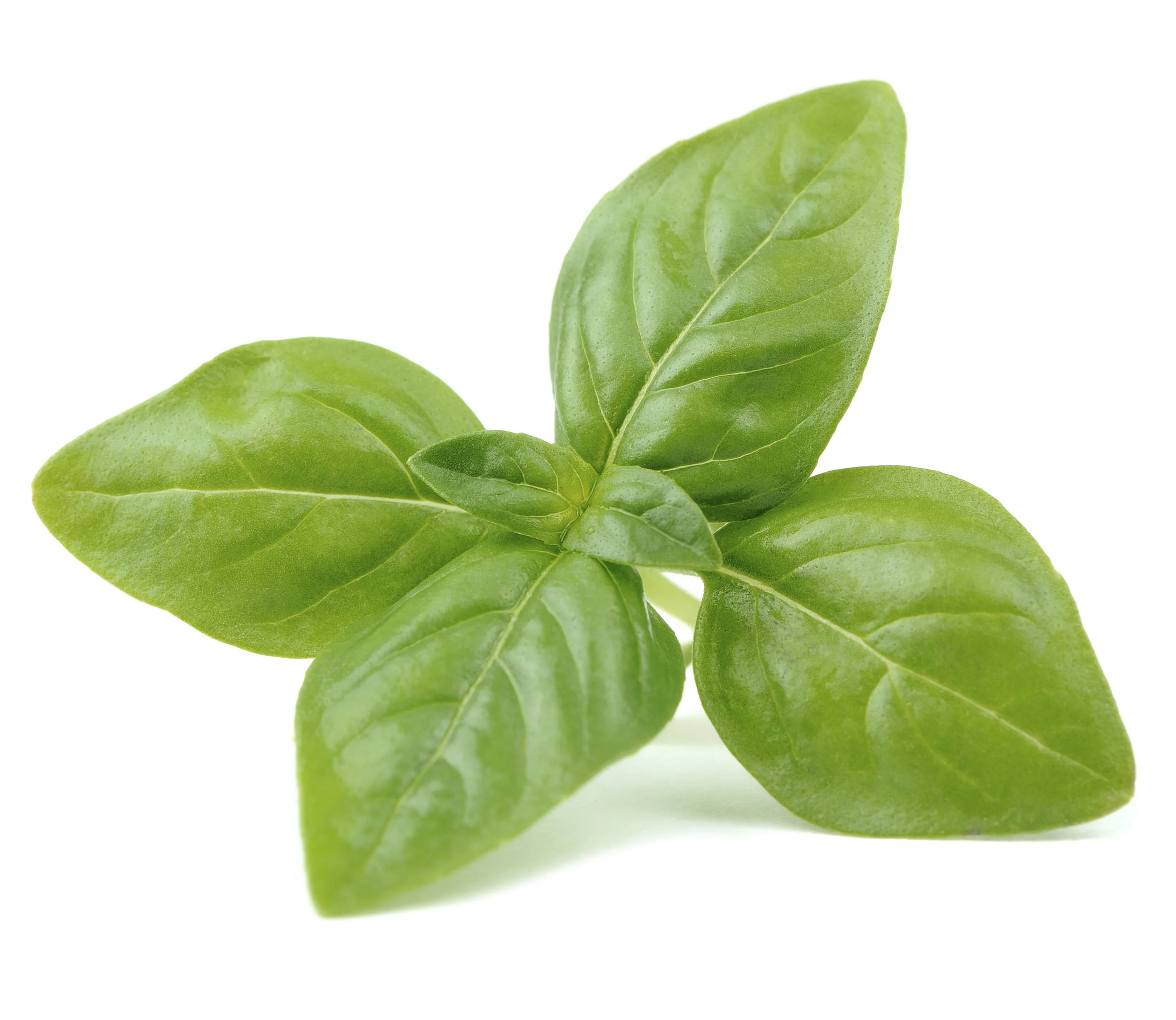 Basil iStock_000041637866_Large.jpg