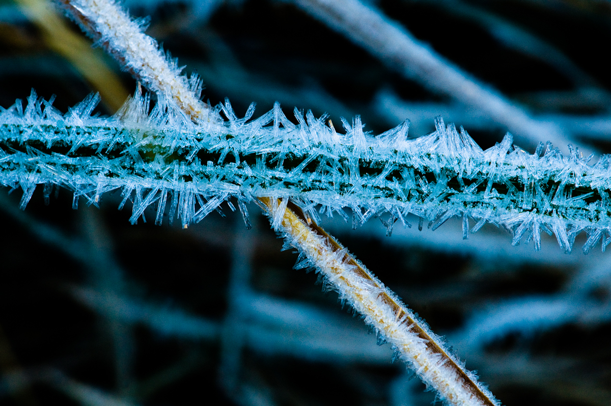 Frost along Rock Creek in the Eastern Sierra Nevada near the Mosquito Trailhead near Toms Place, California on Oct 7, 2008.