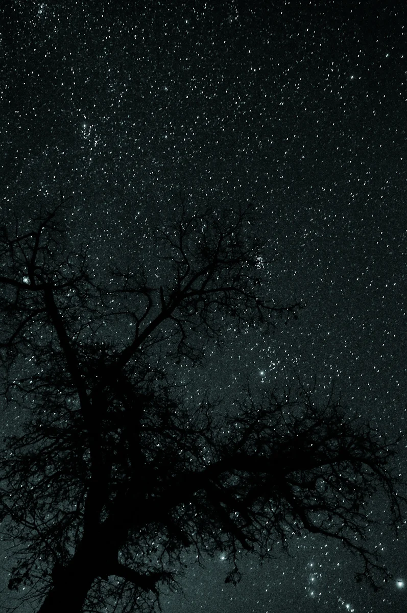 Stars in Bishop, Calif., on November 28, 2008.