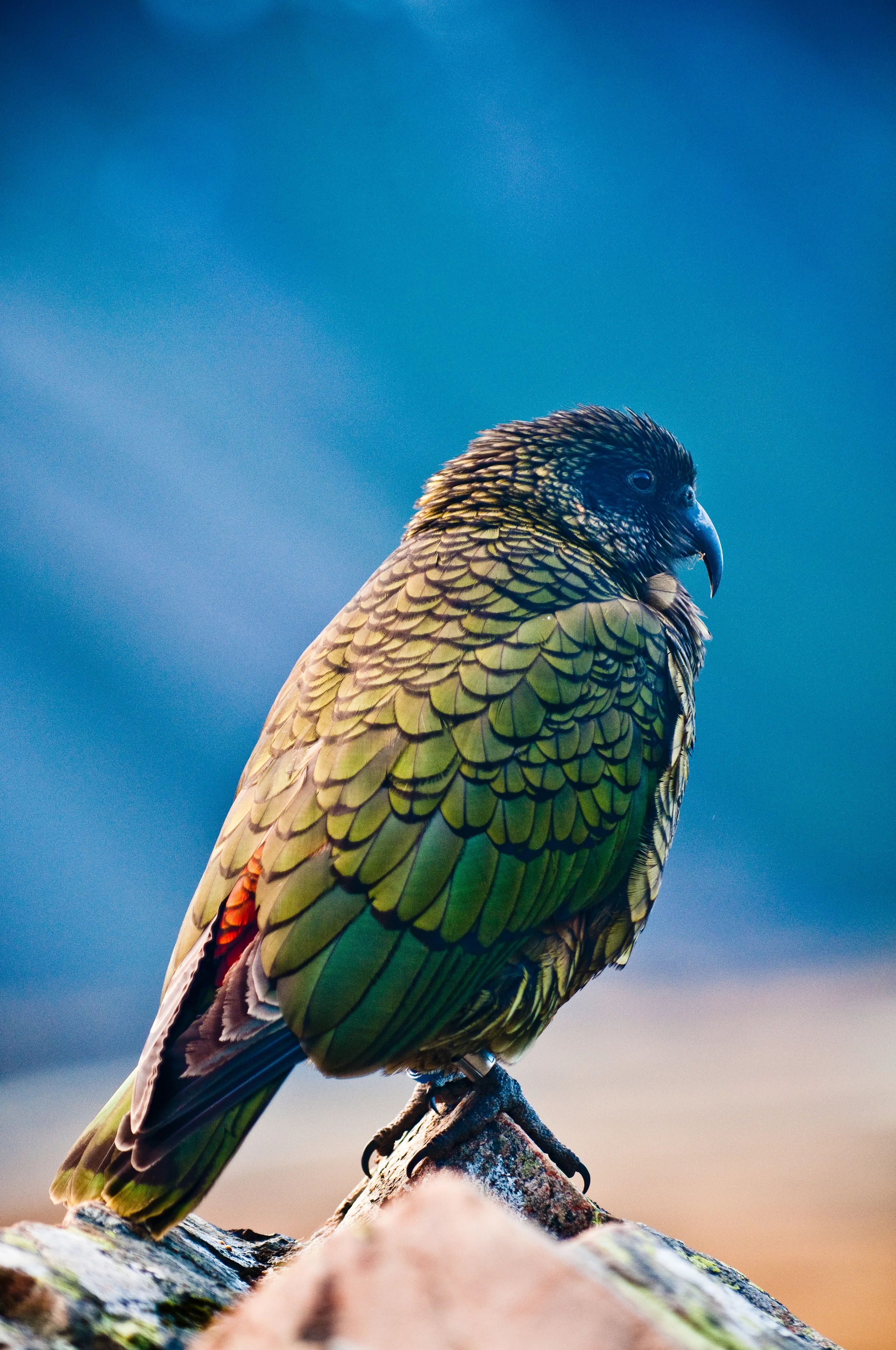 taswift_NZ21.jpg