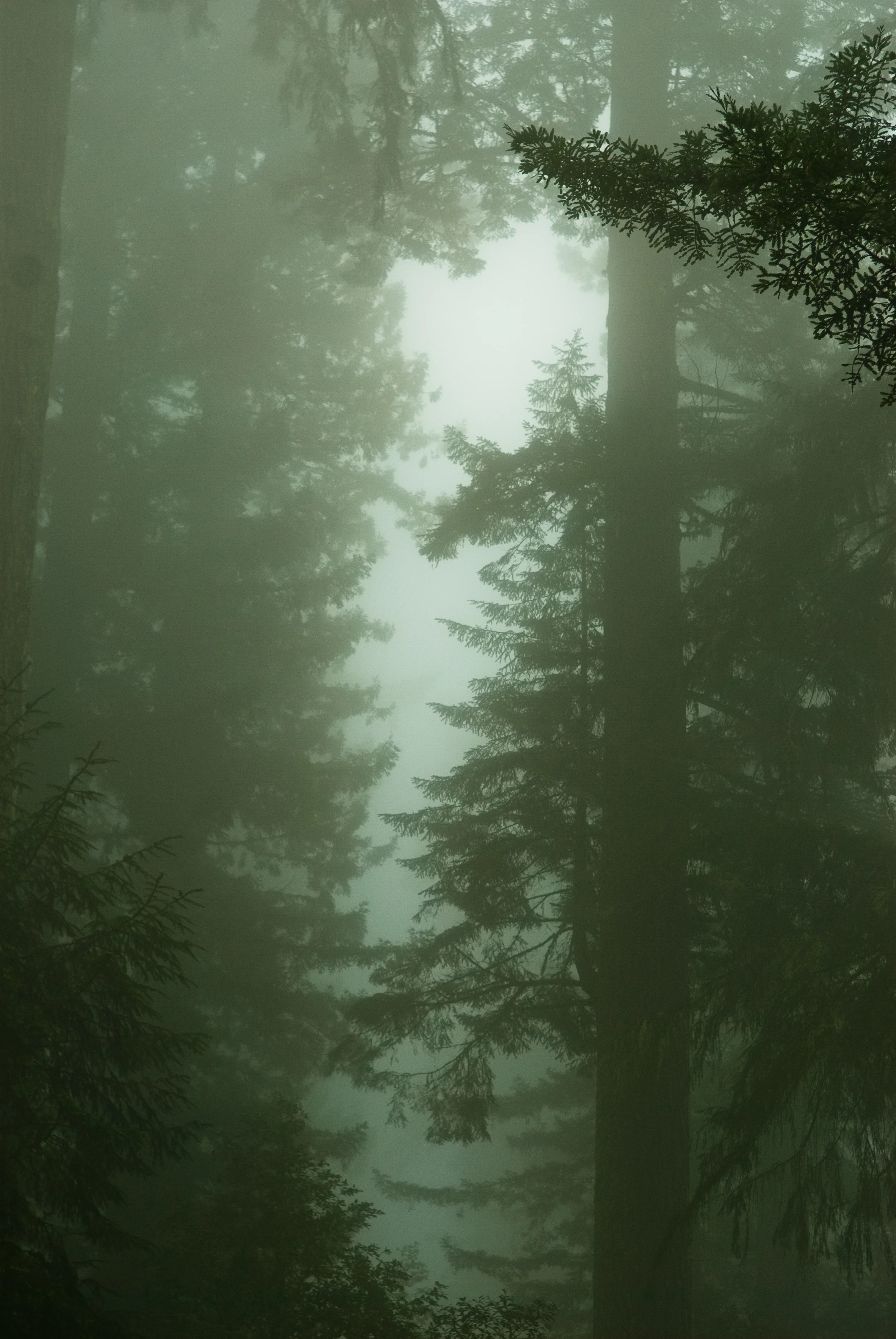taswift_Redwood02.jpg