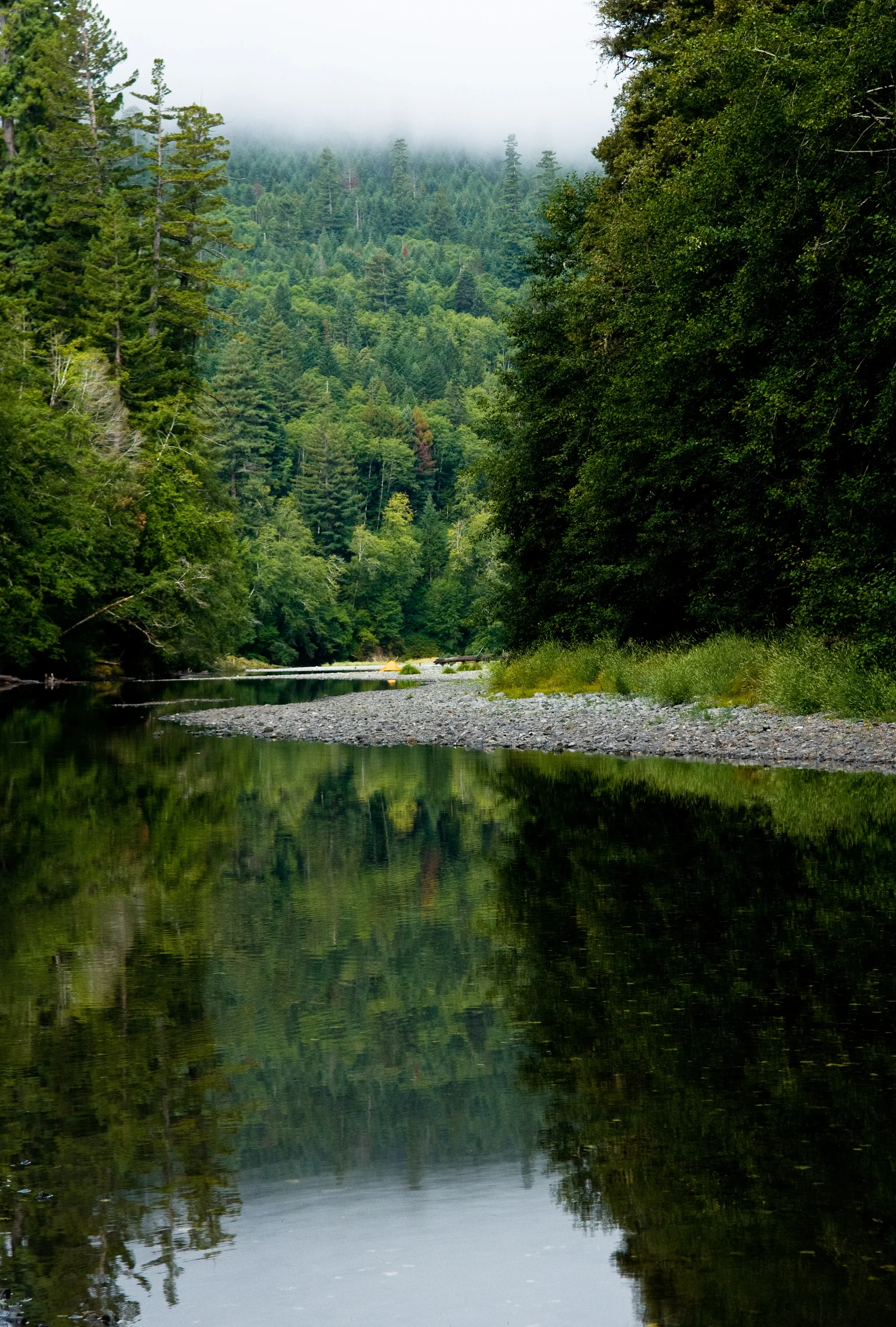 taswift_Redwood06.jpg
