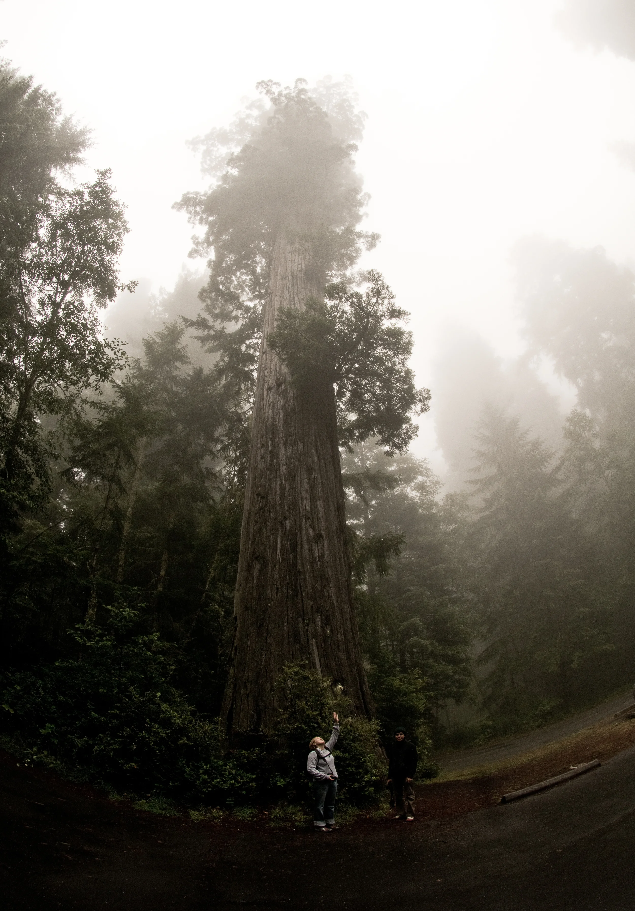 taswift_Redwood08.jpg