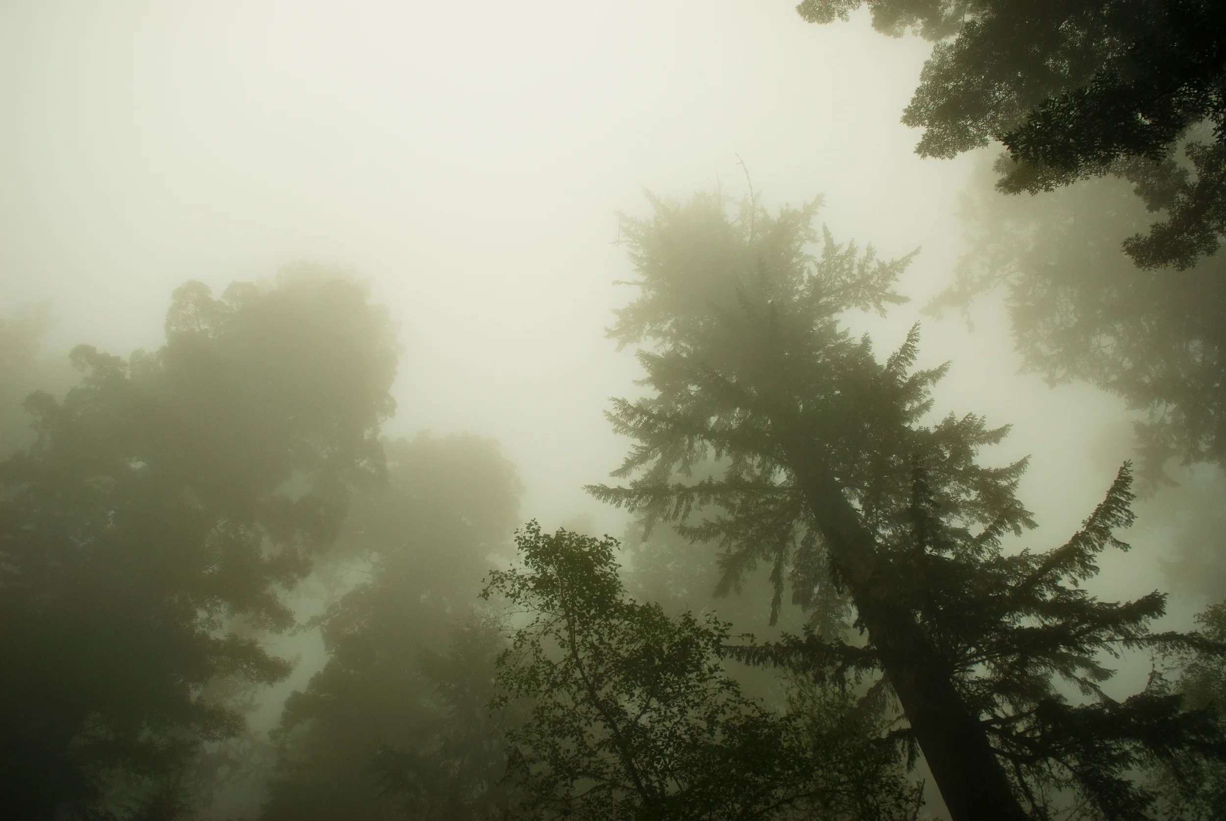 The Redwood National Park in Northern California on May 5, 2007.