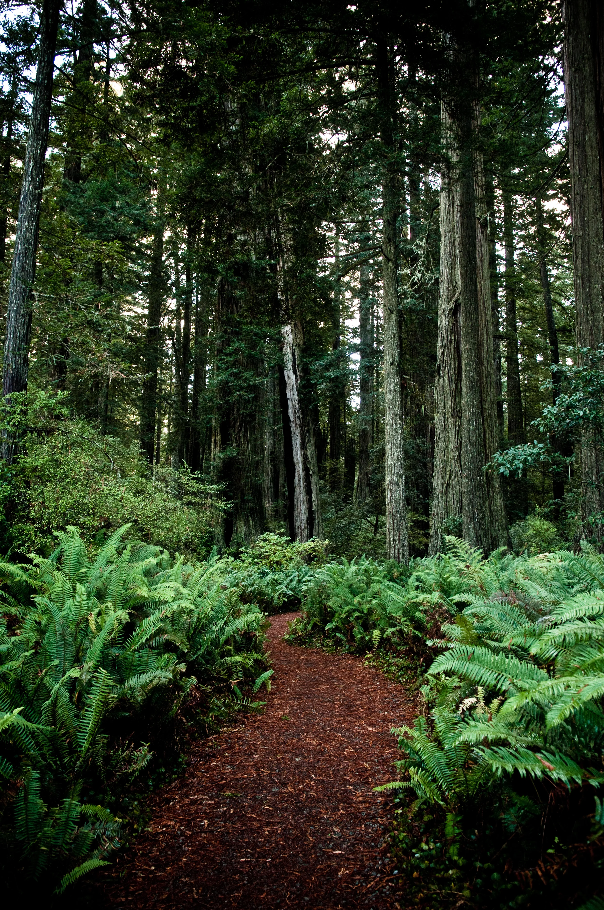 taswift_Redwood13.jpg