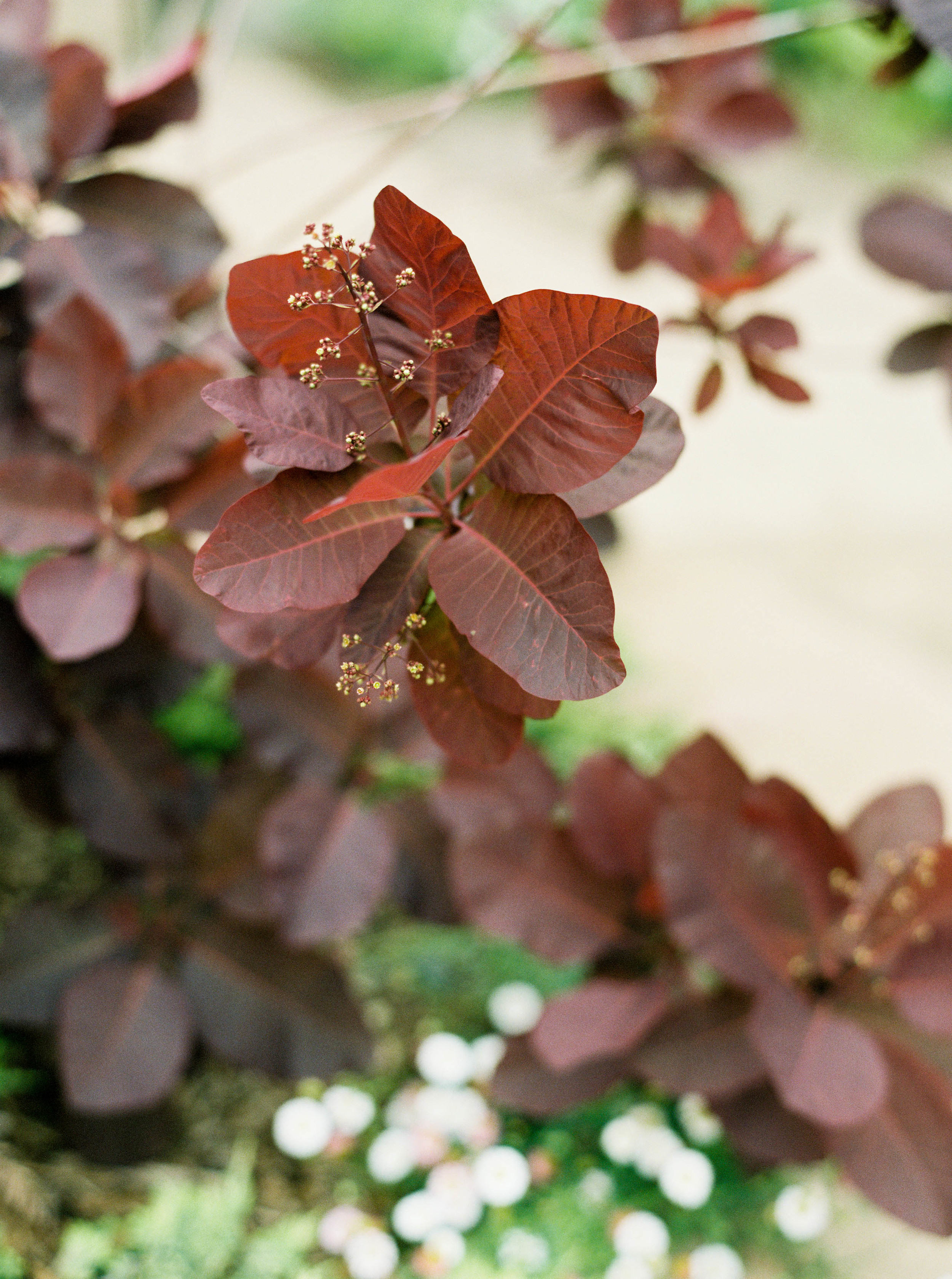 Lauren & Bobby_Quail Lodge Wedding | Carmel, CA - 1221.jpg