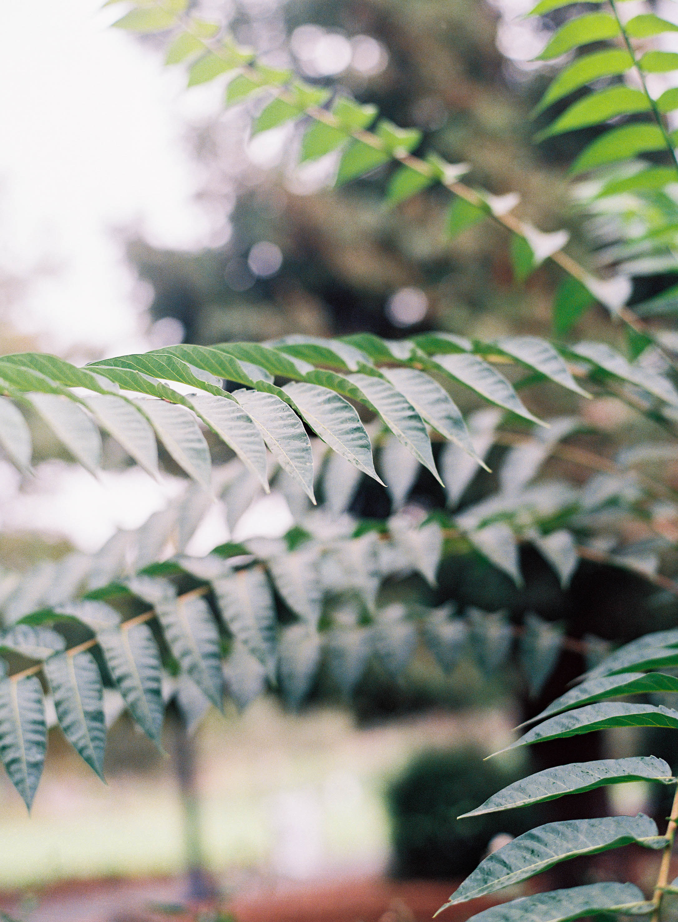 Meghan Mehan Photography - Fine Art Film Photography - Nashville | San Francisco | Napa | Sonoma | Big Sur | Carmel | Tennessee 116.jpg