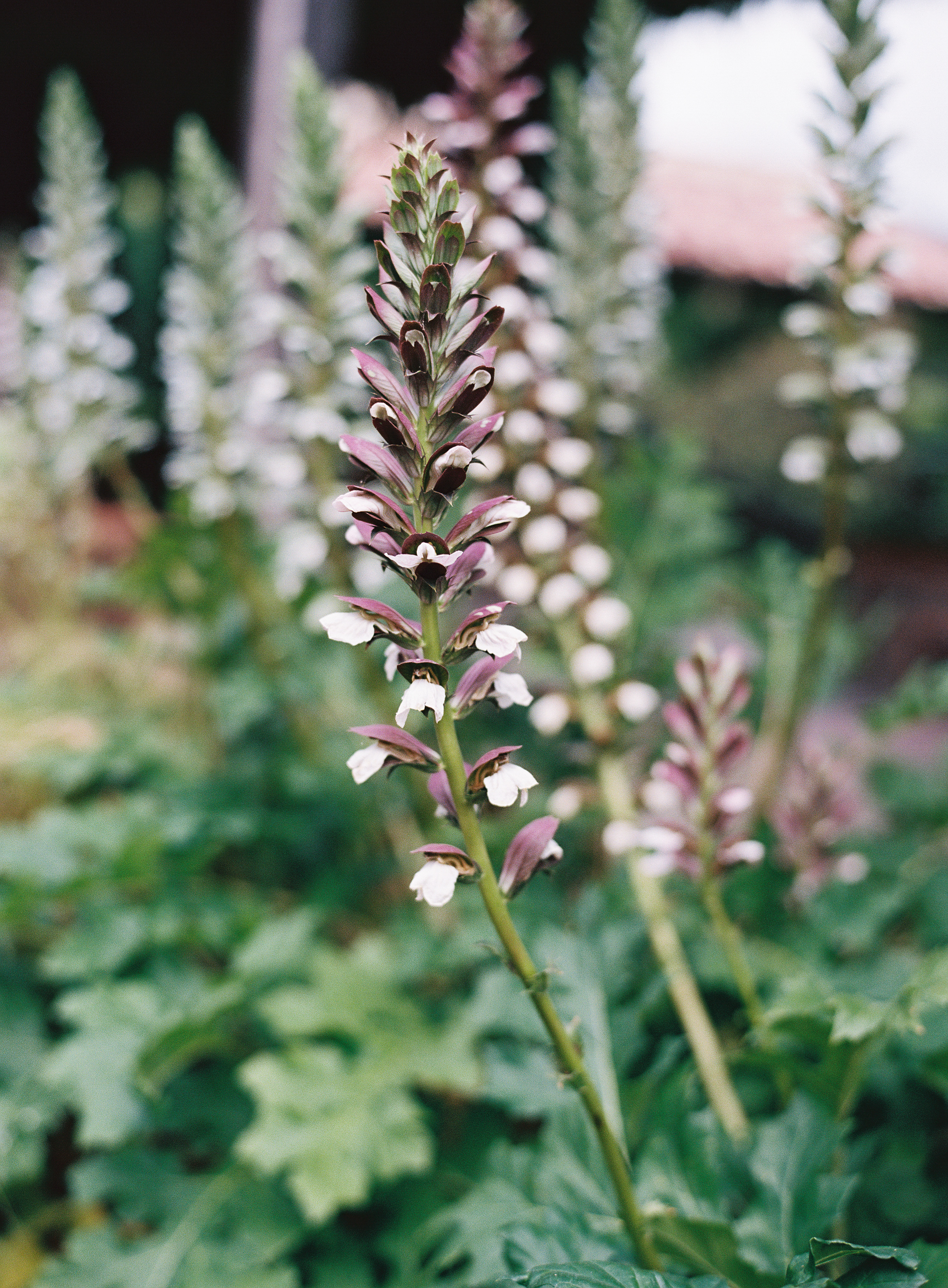 Meghan Mehan Photography | Fine Art Film Wedding Photographer | California | San Francisco | Napa | Sonoma | Santa Barbara | Big Sur | Destination Wedding Photographer 207.jpg