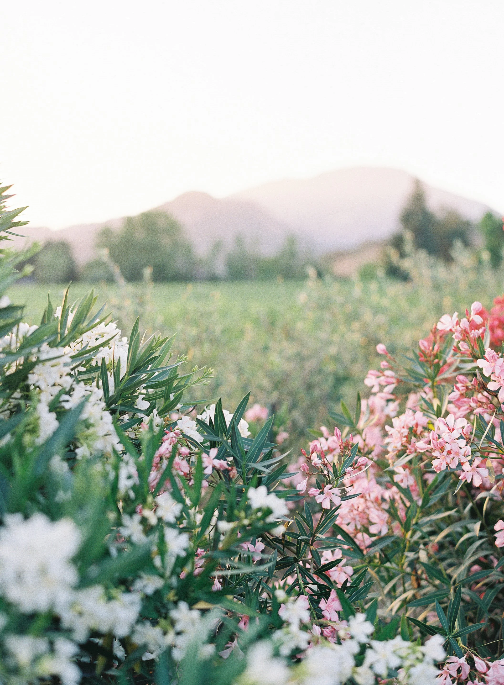 Garden at Dusk_Meghan Mehan.jpg