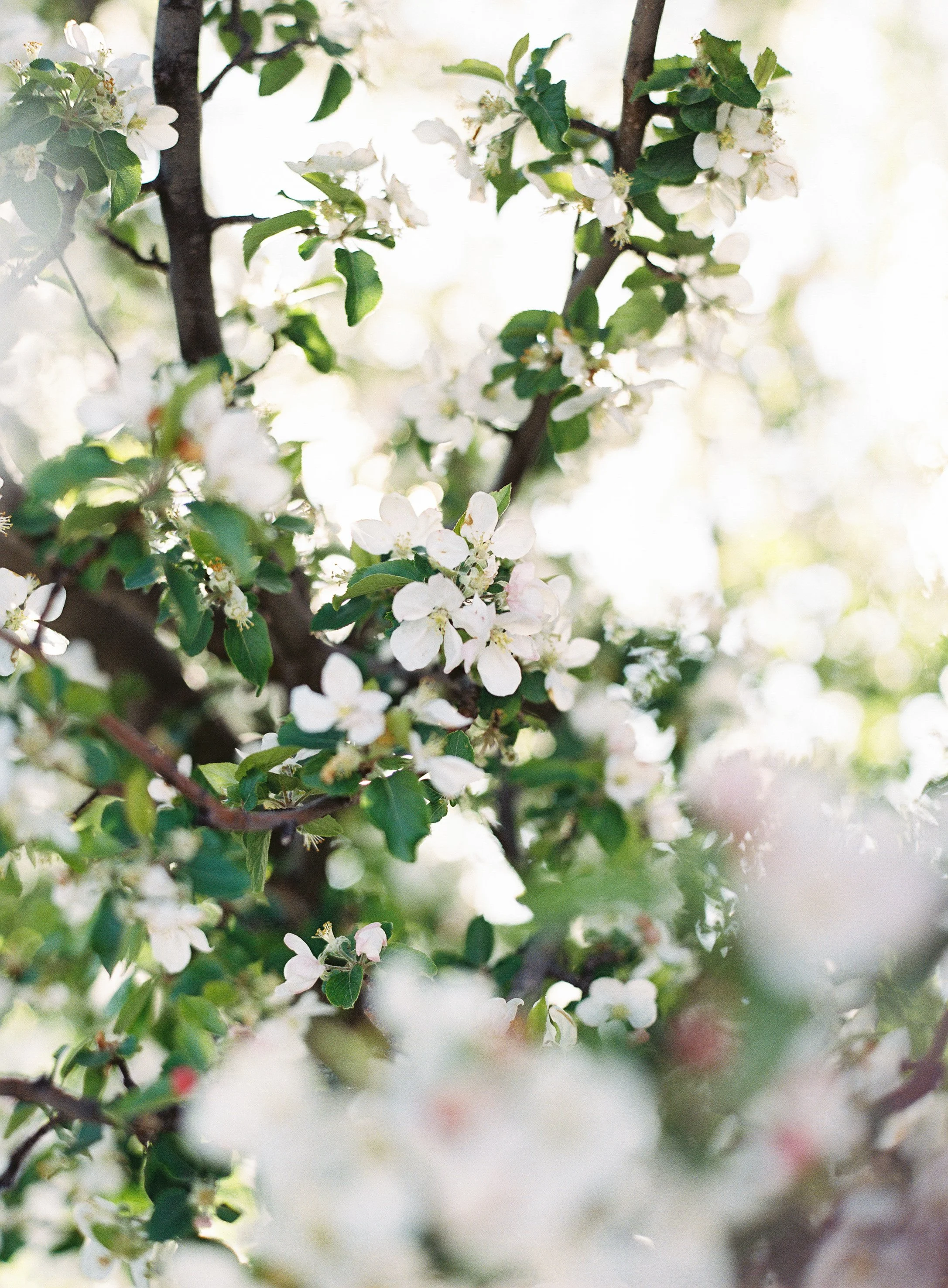 Flowering Branches No. 1_Meghan Mehan.jpg