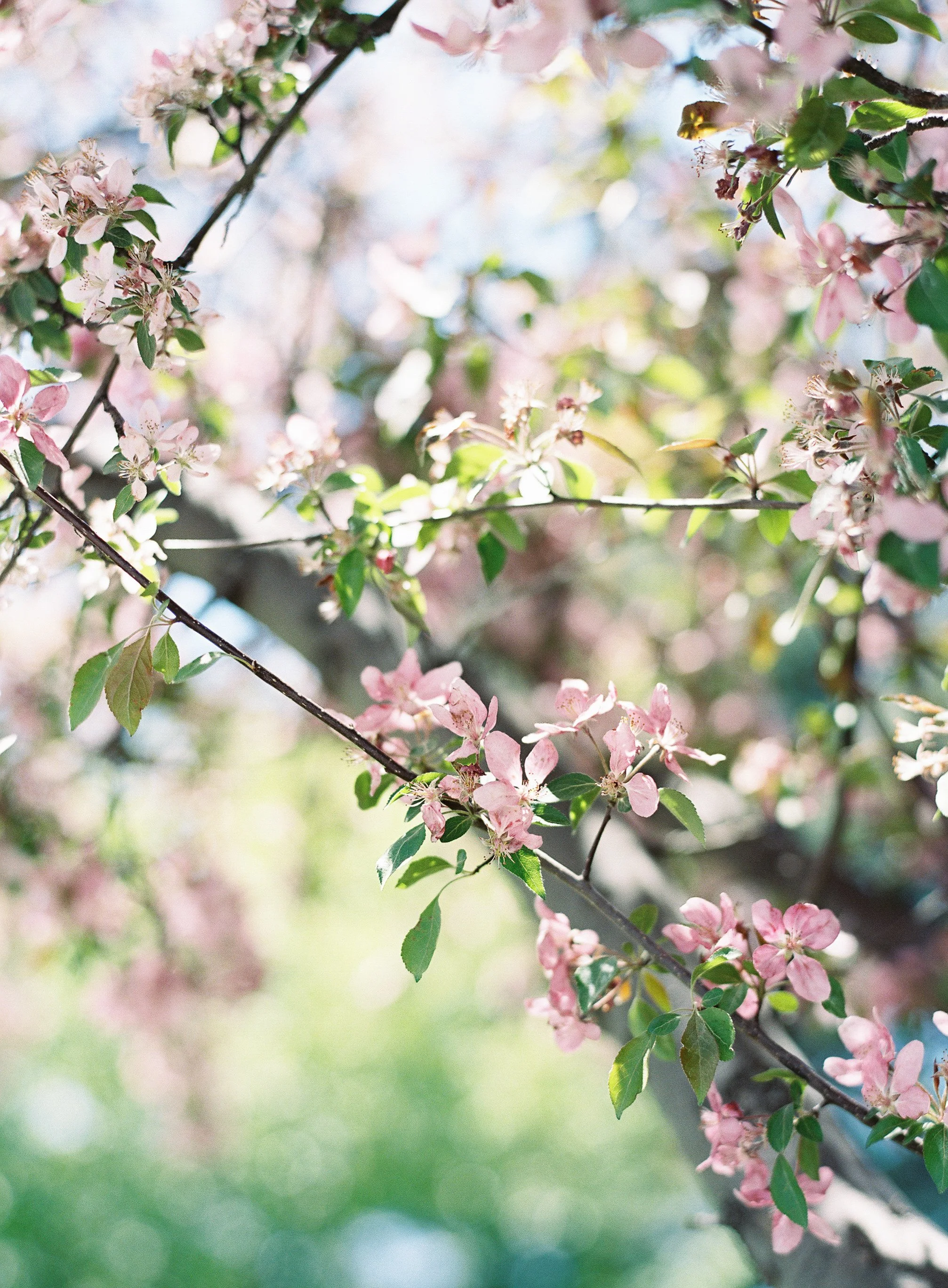 Flowering Branches No. 2_Meghan Mehan.jpg