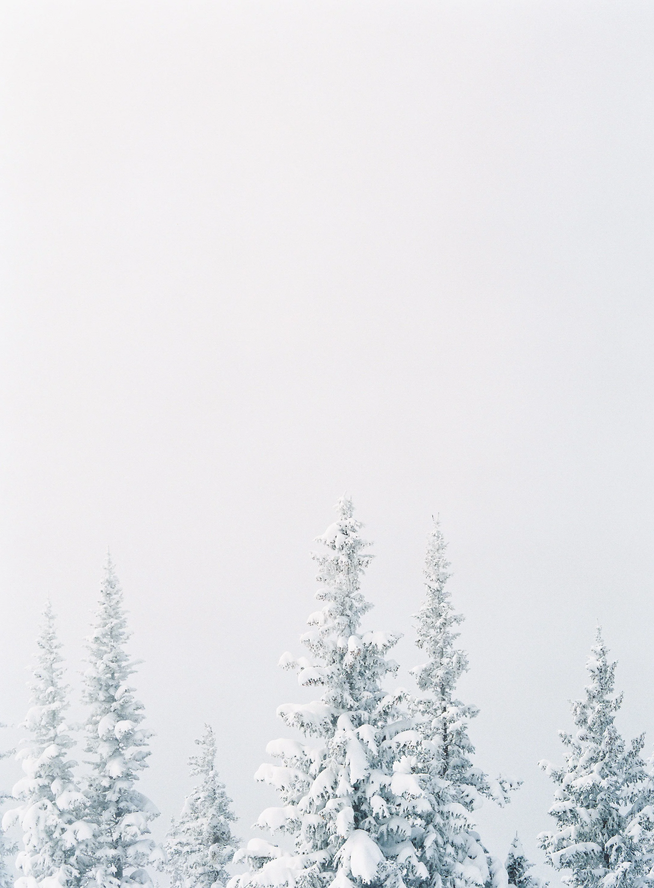 Cloudy Pines No. 2_Meghan Mehan.jpg