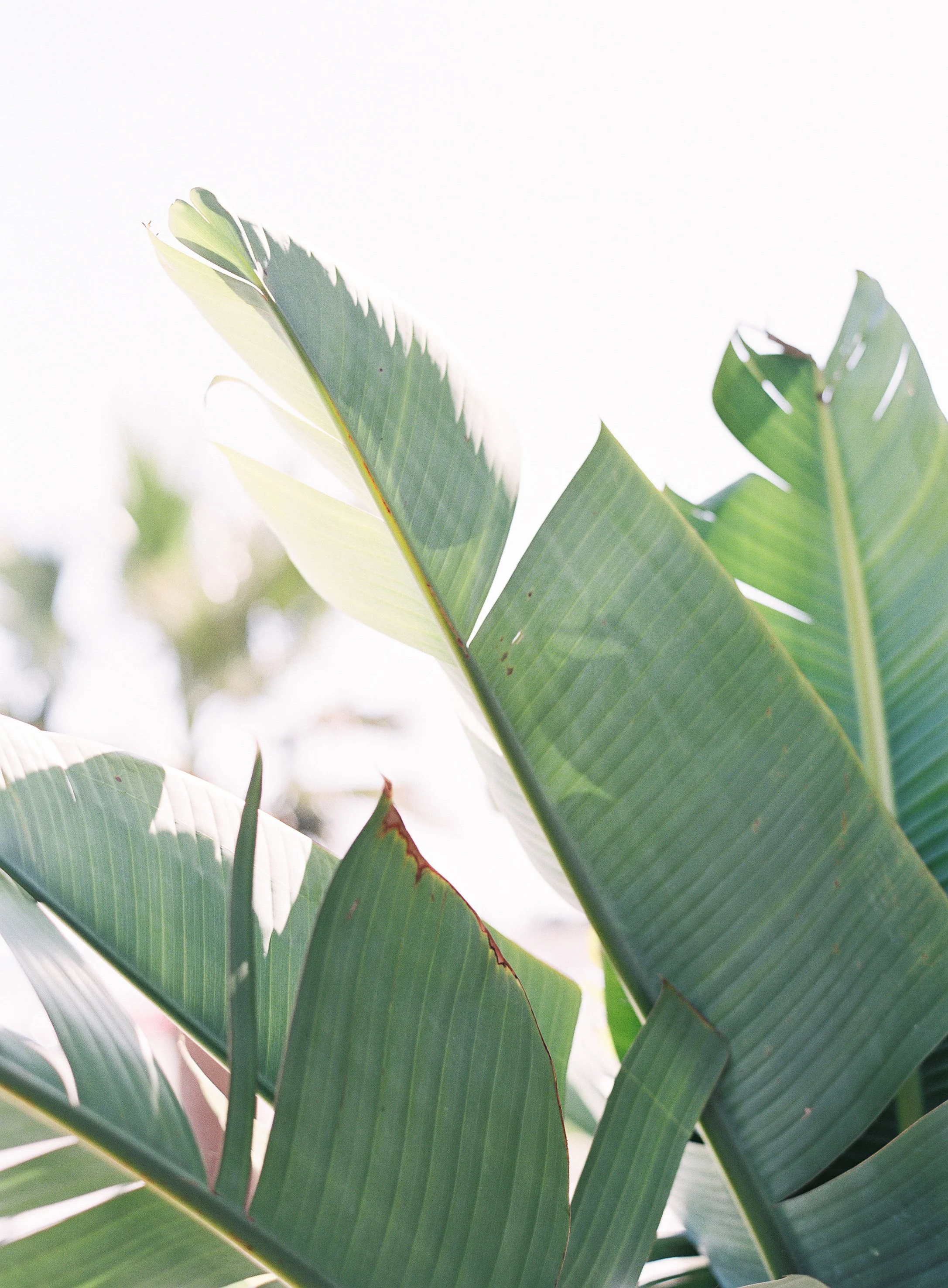 Palms_Meghan Mehan.jpg