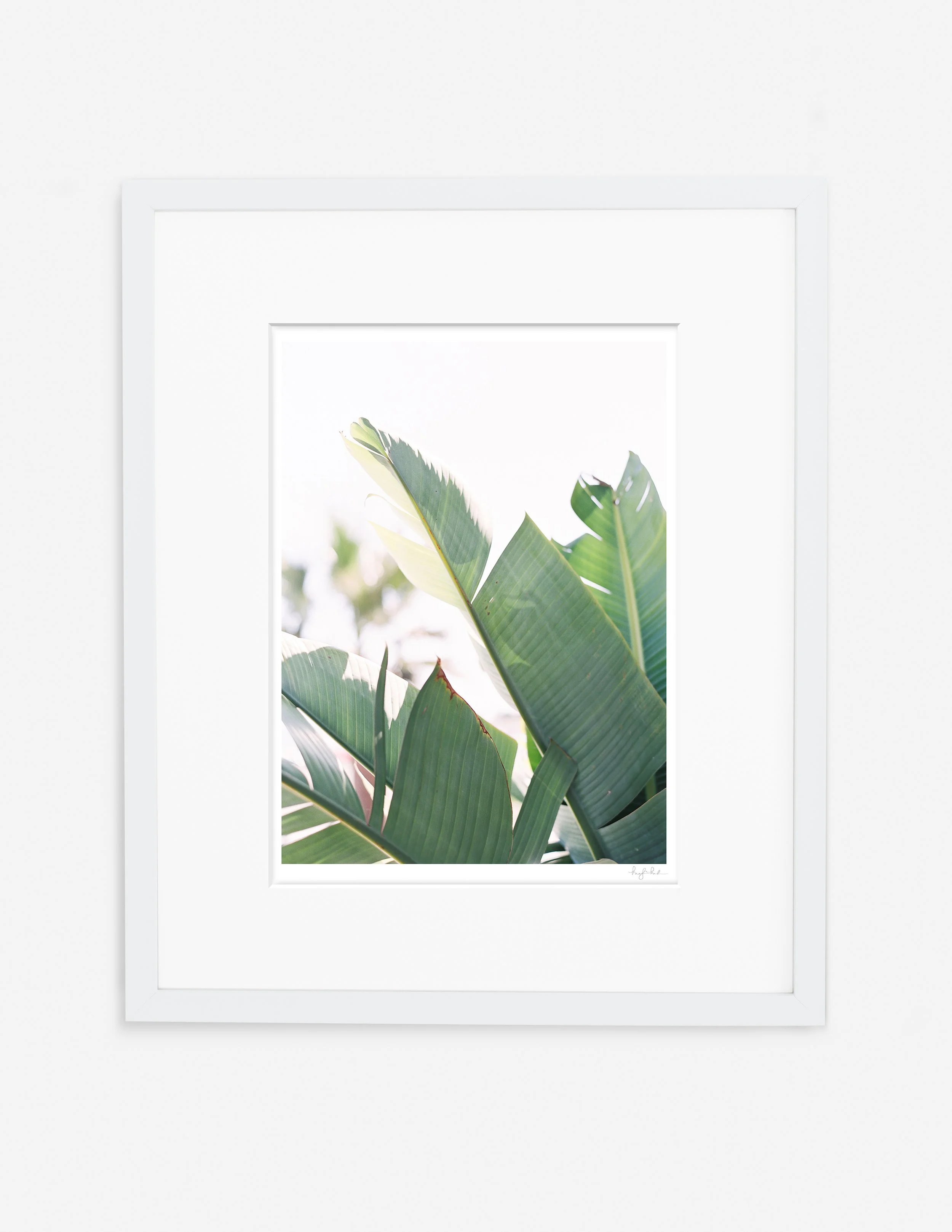 Palms_Gallery White.jpg