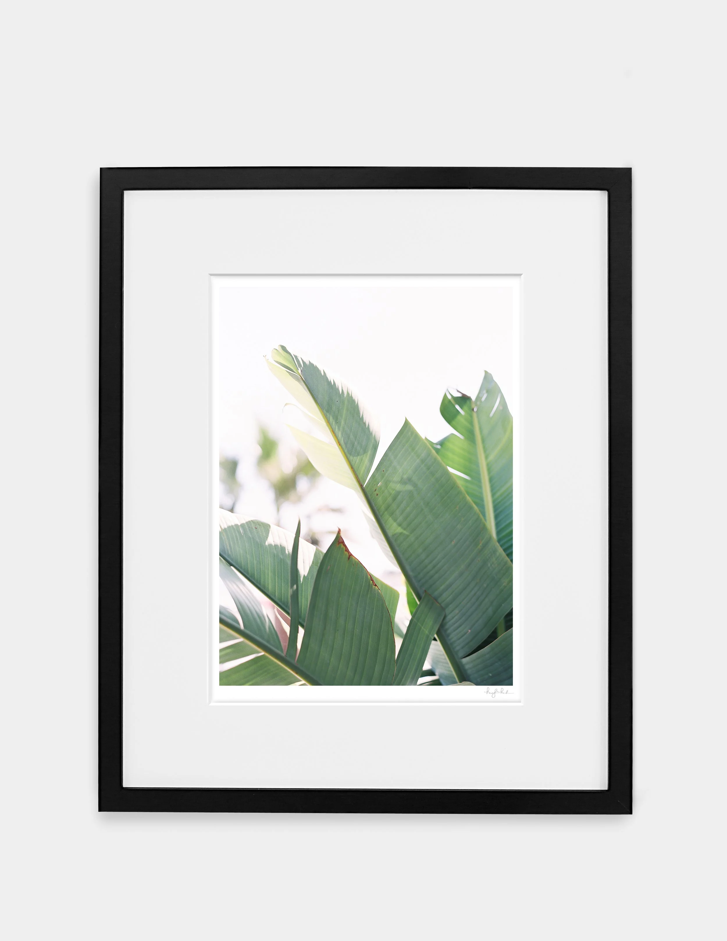 Palms_Gallery Black.jpg