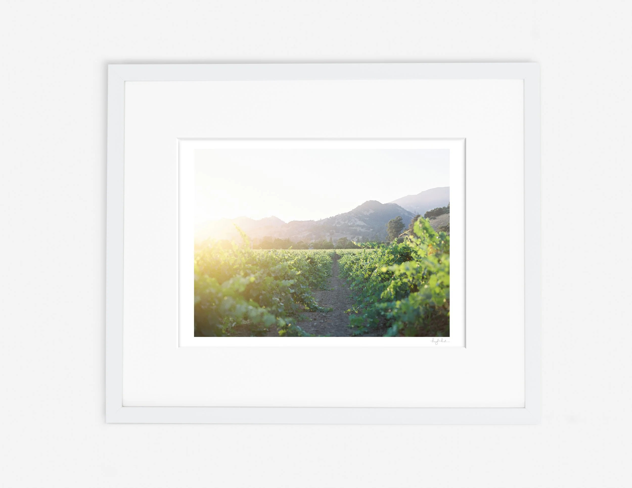 Napa Vineyard_Gallery White.jpg