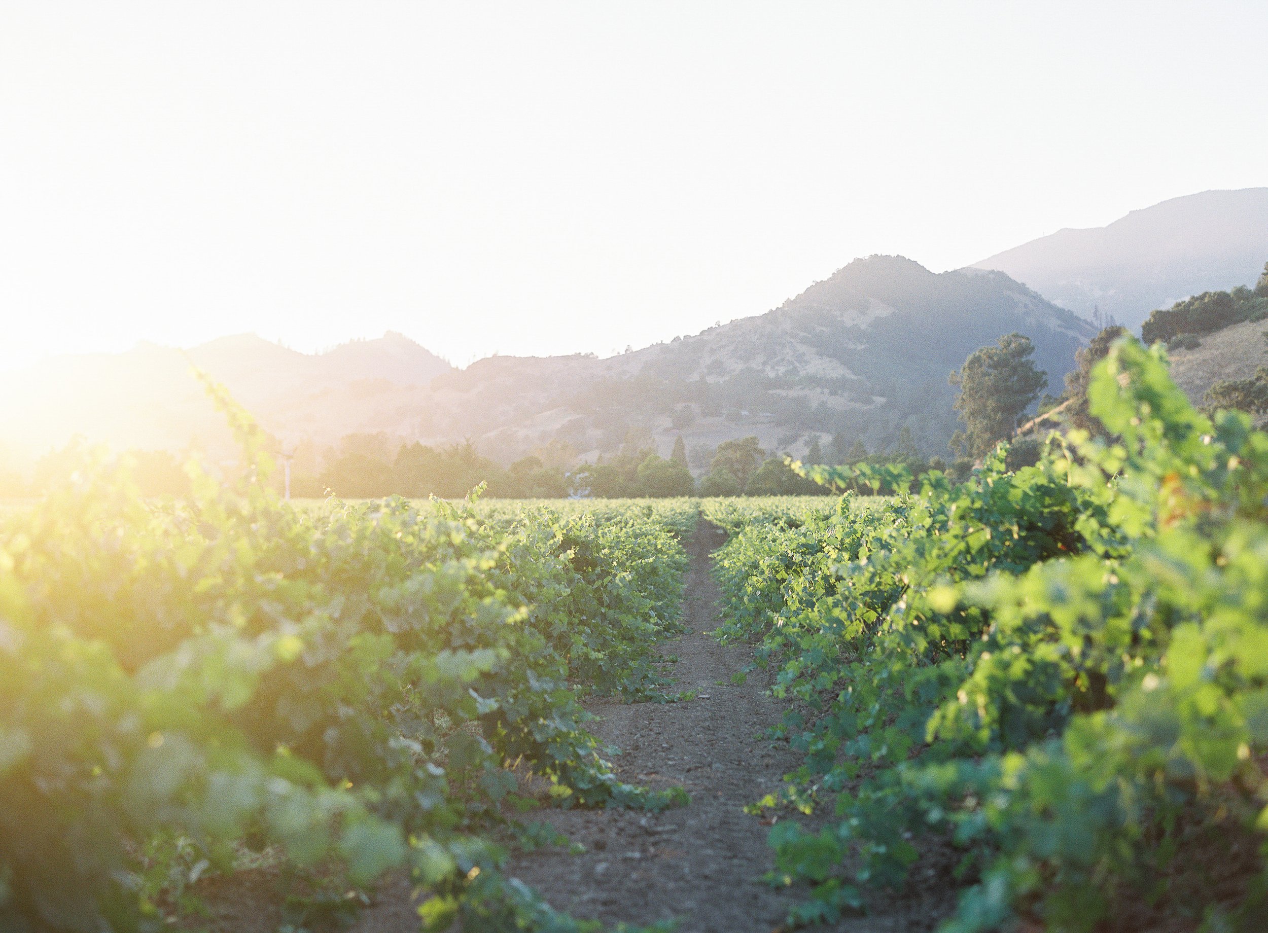 Napa Vineyard_Meghan Mehan.jpg
