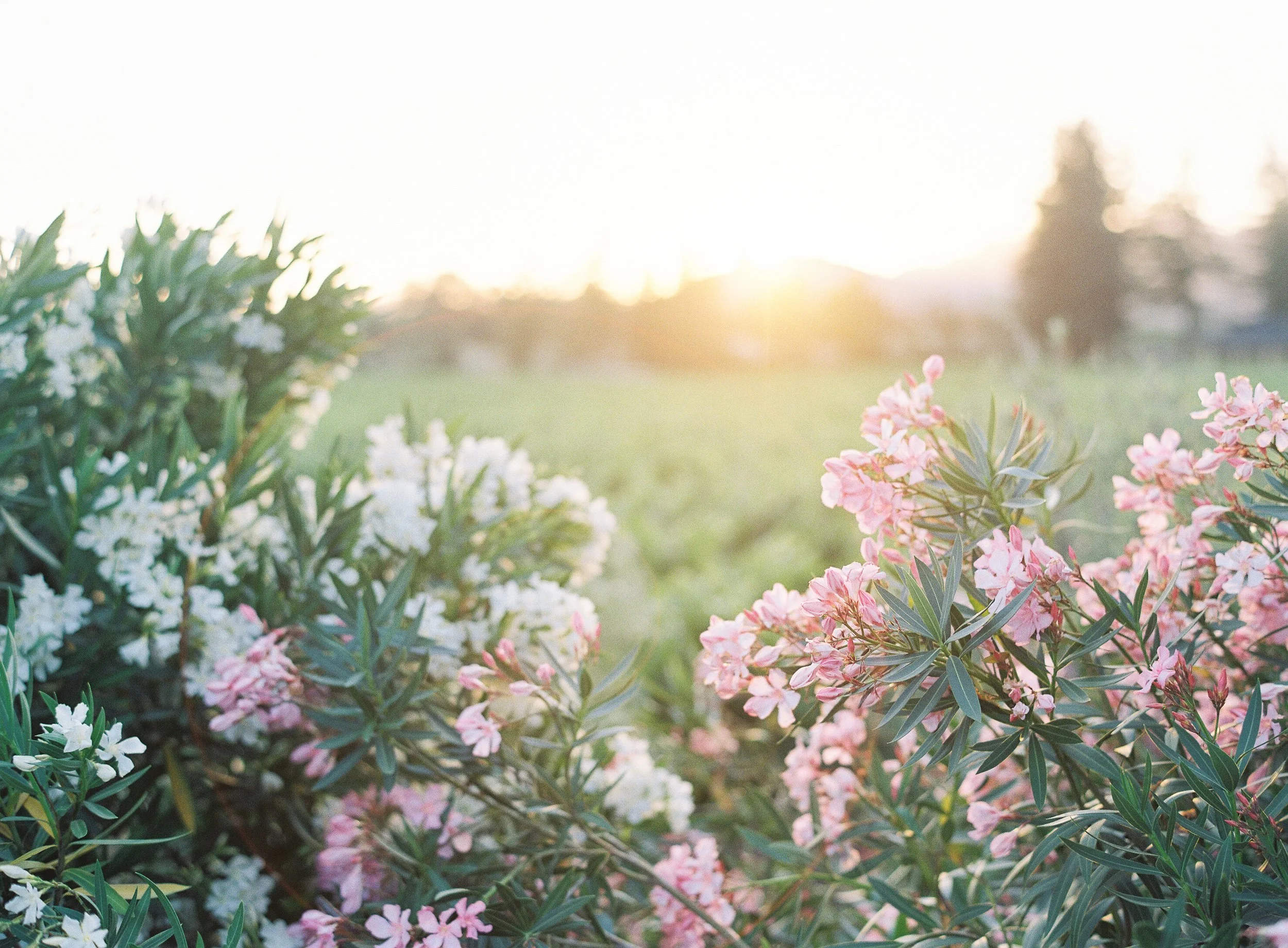 Last Light of Day_Meghan Mehan.jpg