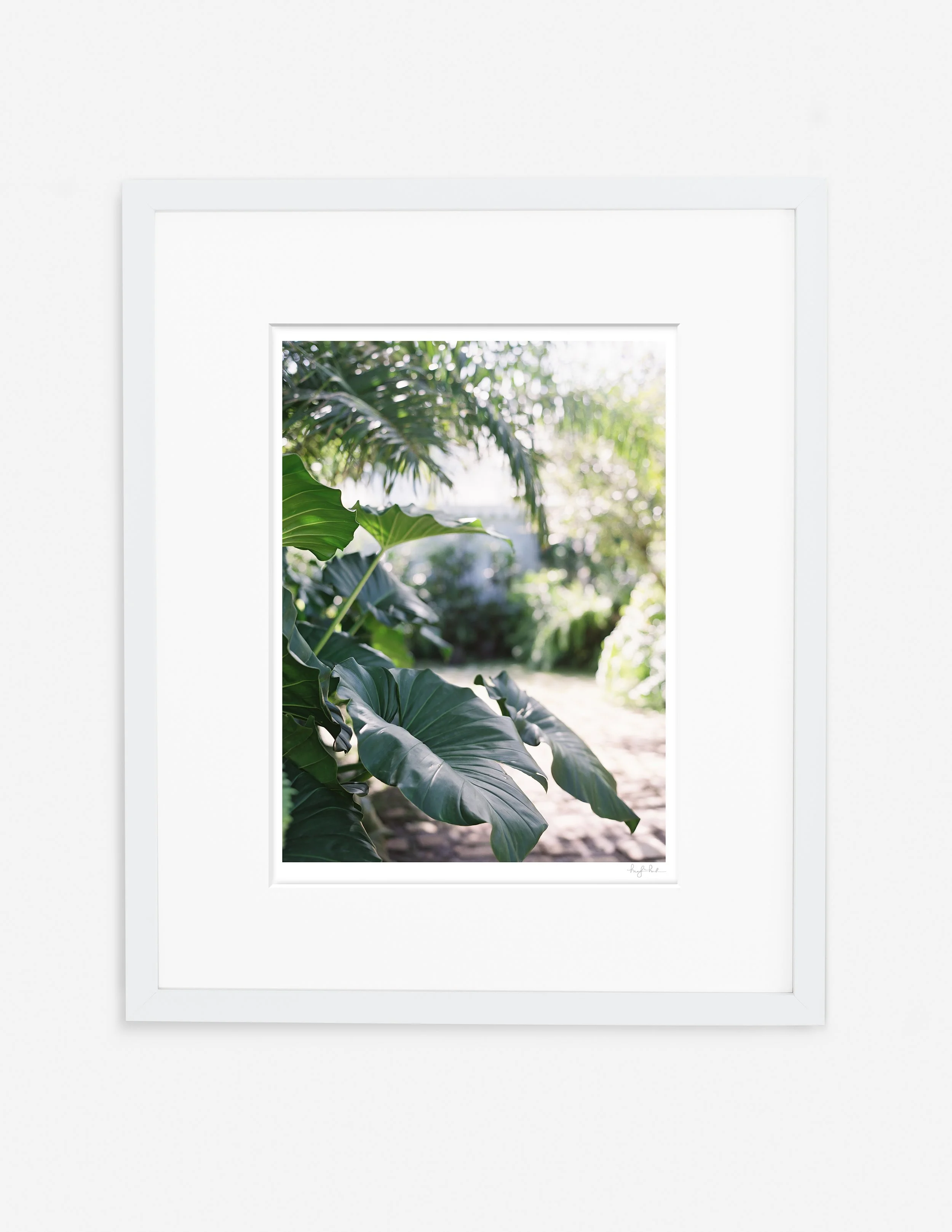 Island Palms_Gallery White.jpg