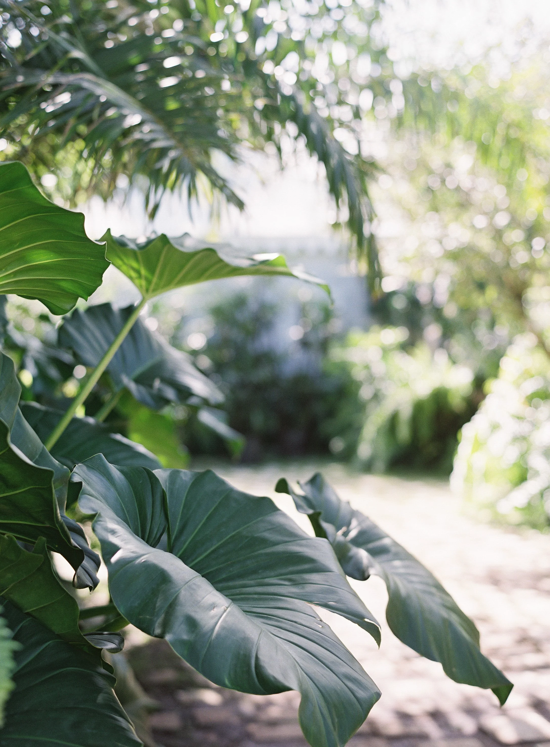 Island Palms_Meghan Mehan.jpg