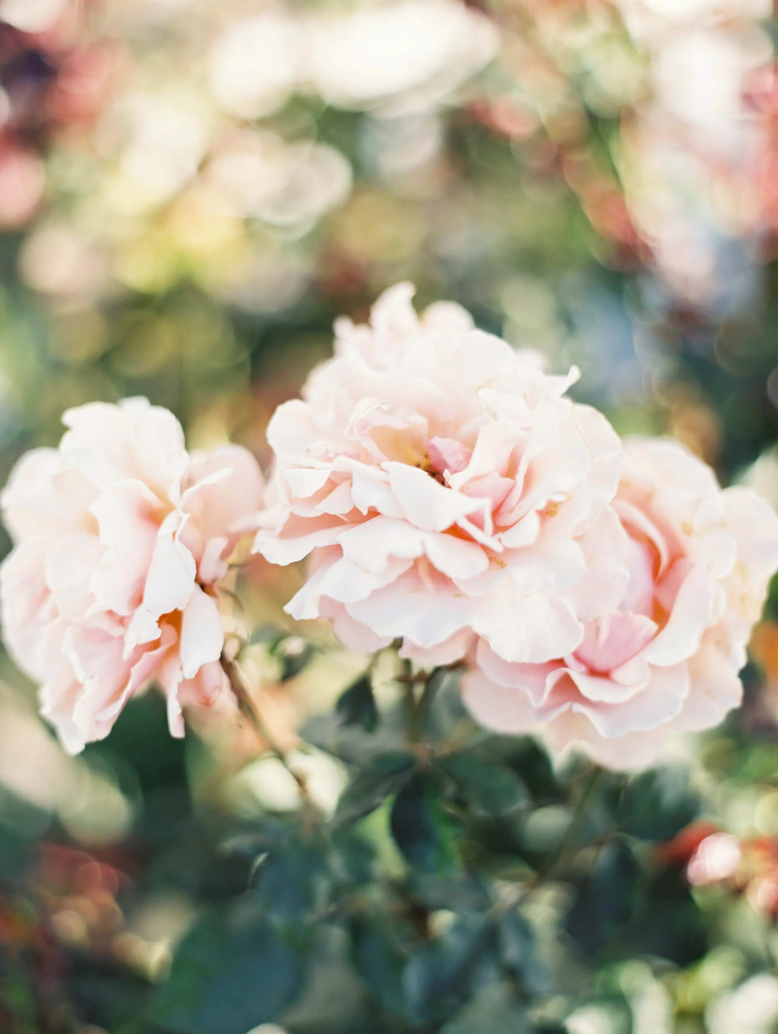 Garden Roses_Meghan Mehan.jpg