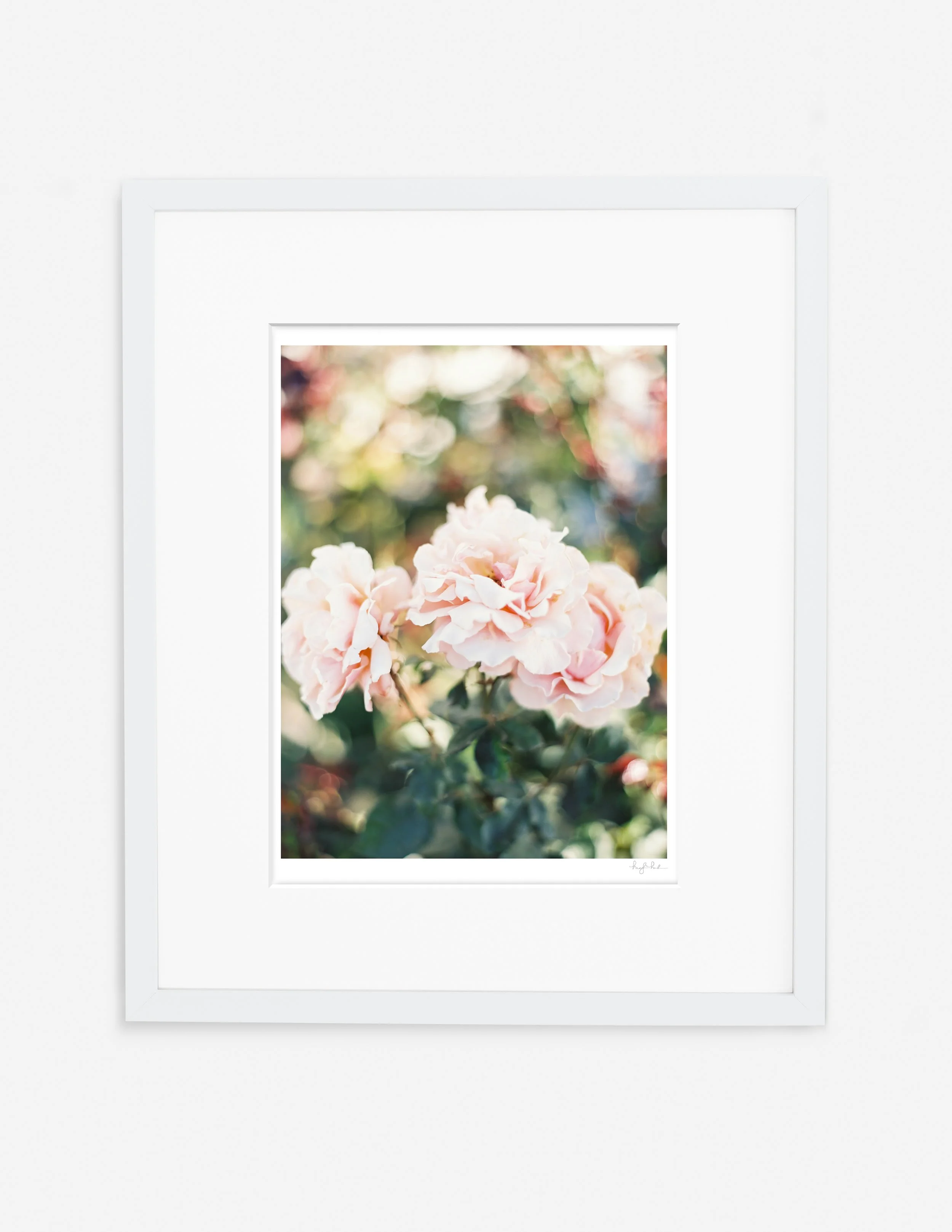 Garden Roses_Gallery White.jpg