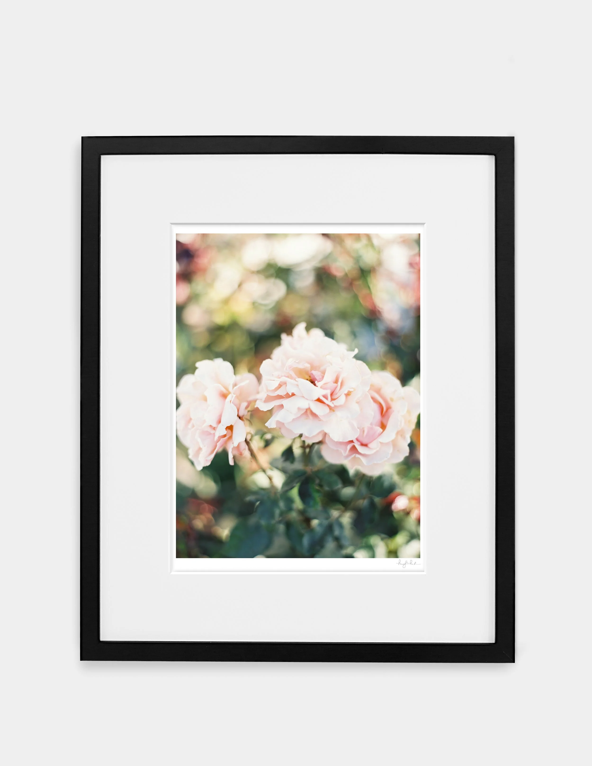 Garden Roses_Gallery Black.jpg