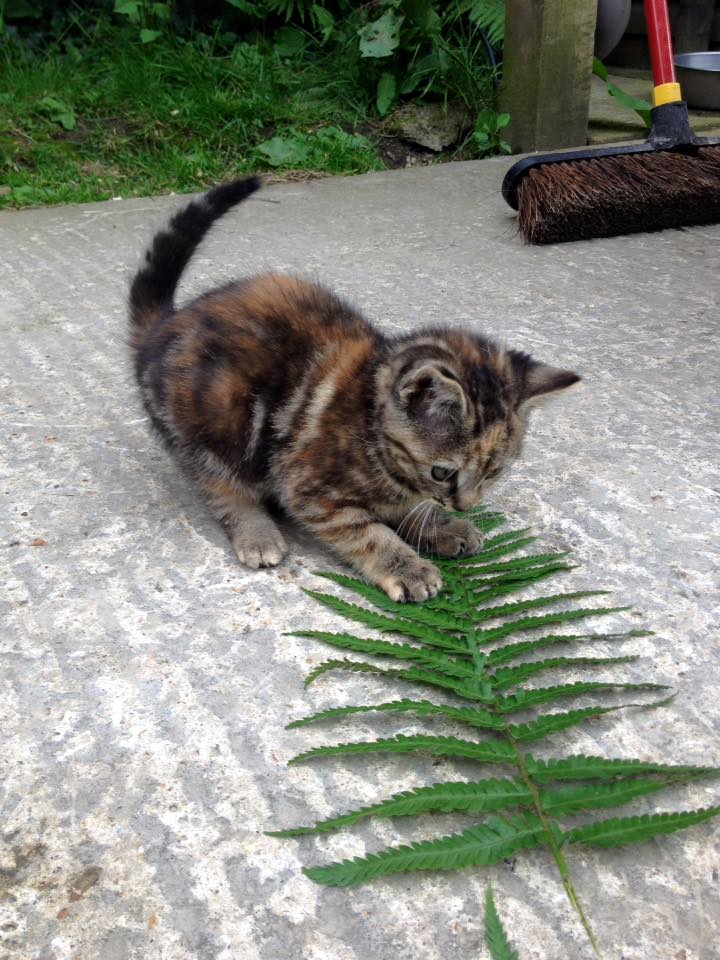 Pebbles - 9 weeks.