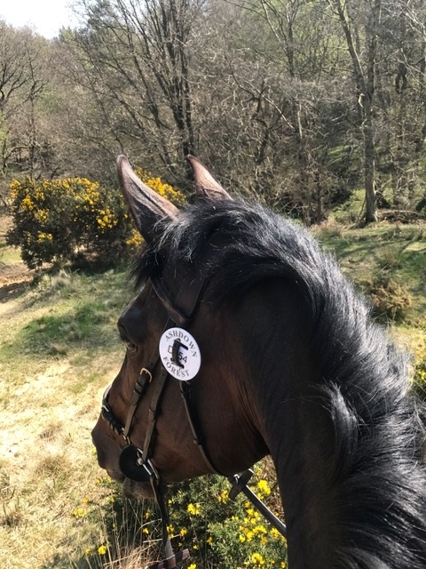 Emma on the forest