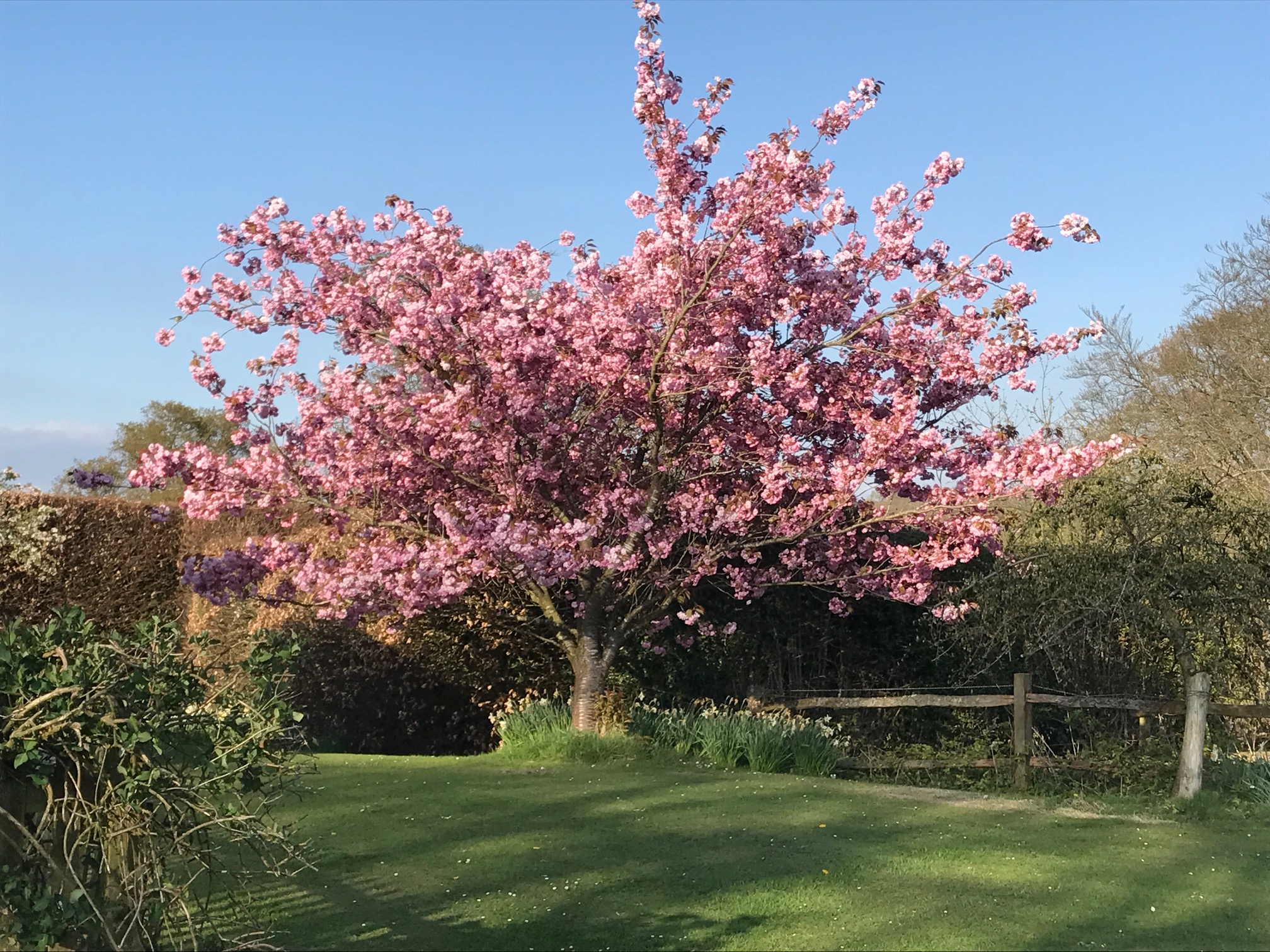 Cherry Trees in the Garden