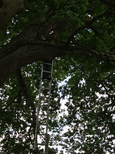 Polly up tree.JPG