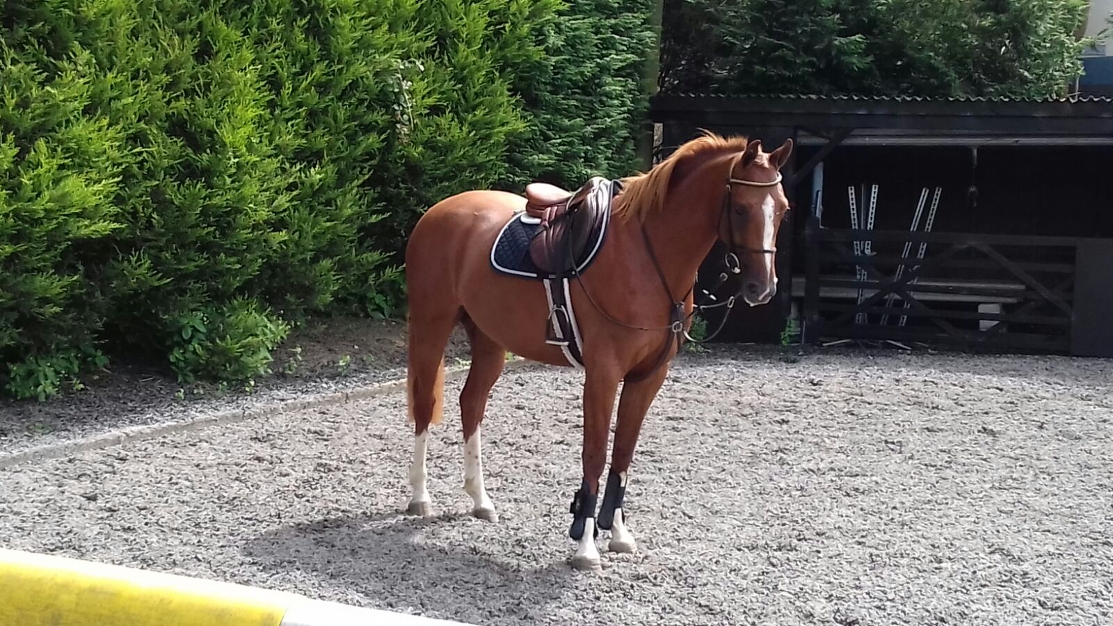 Heidi