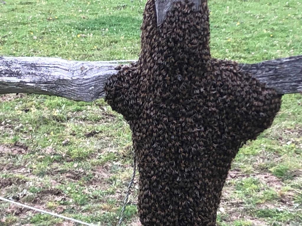 Bee Swarm