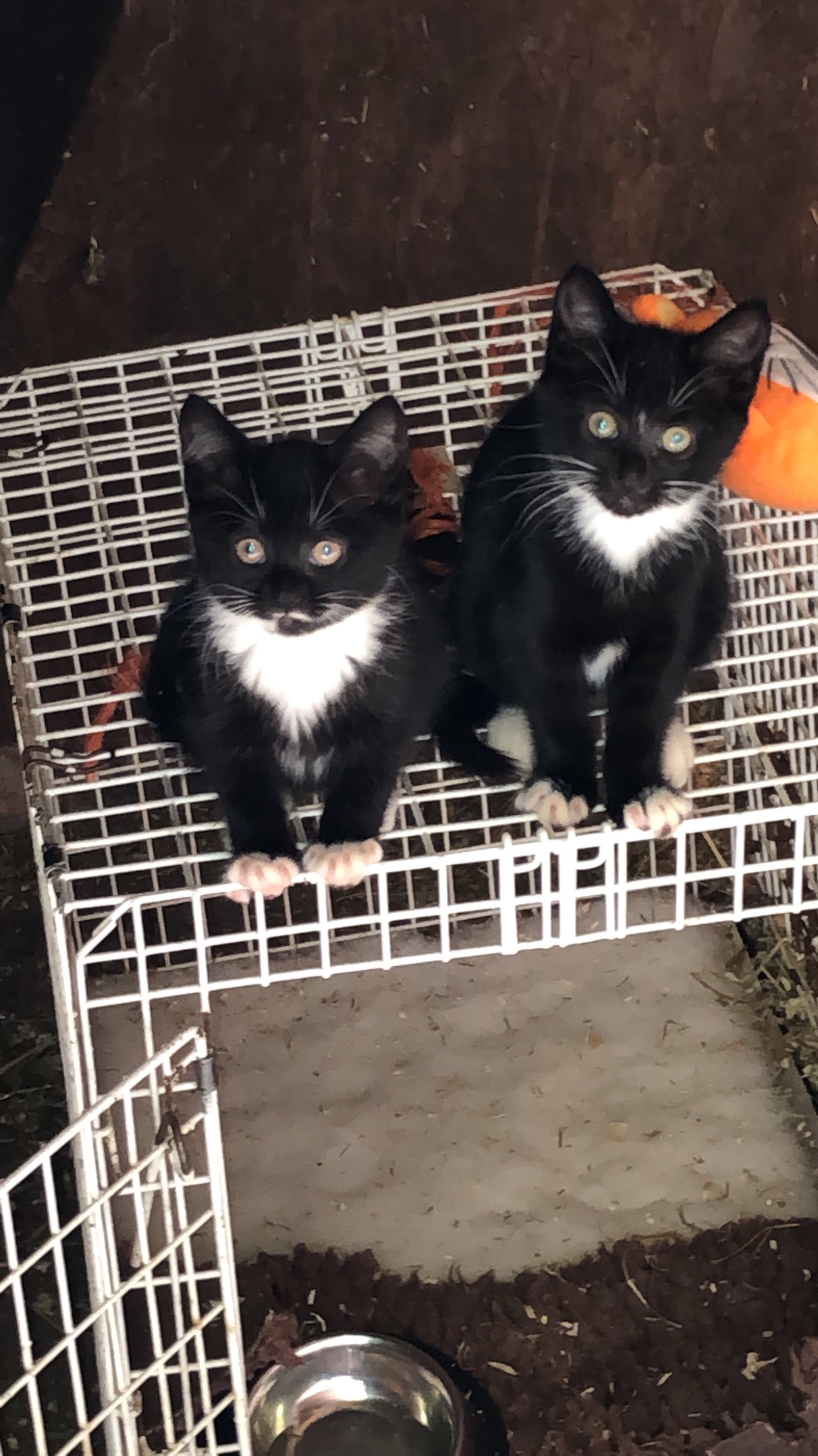 Salt & Pepper