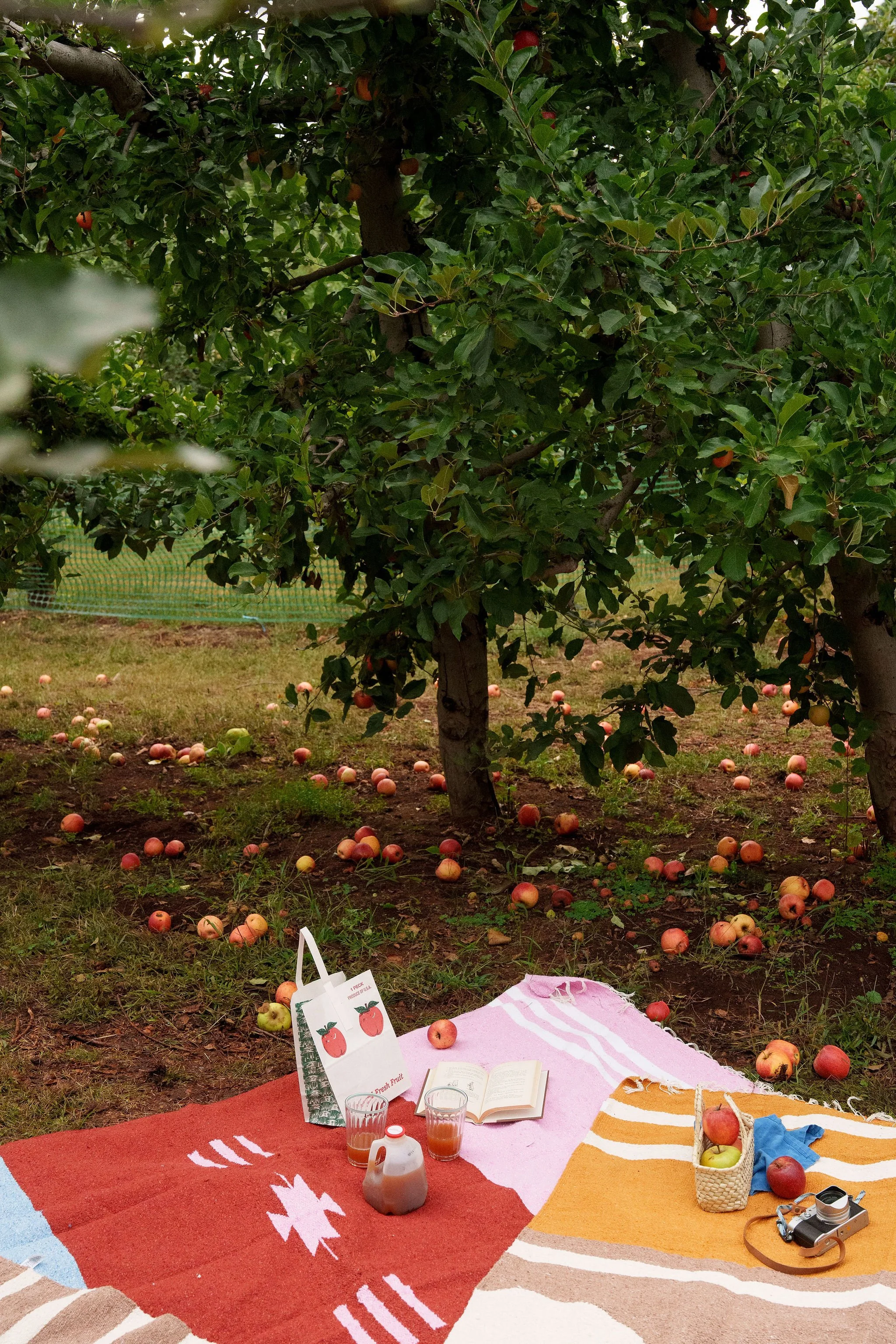 2025_10_01_ApplePickingCaminitoFall-211.jpg