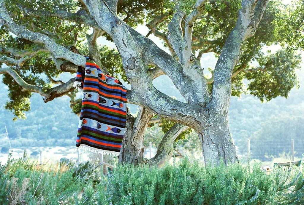 Pez Blanket - Out in the Wild