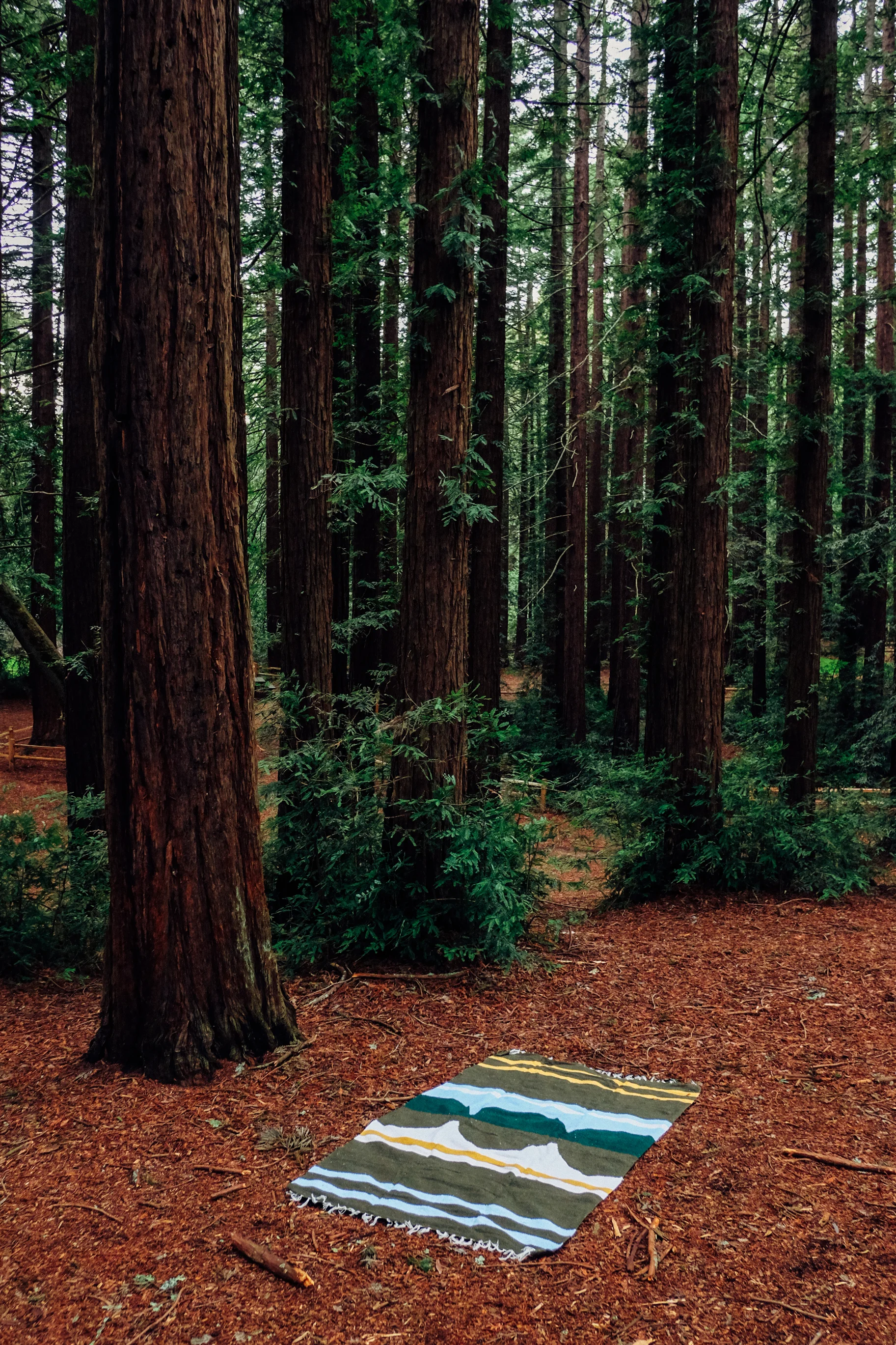 LC18Bosque-1.jpg