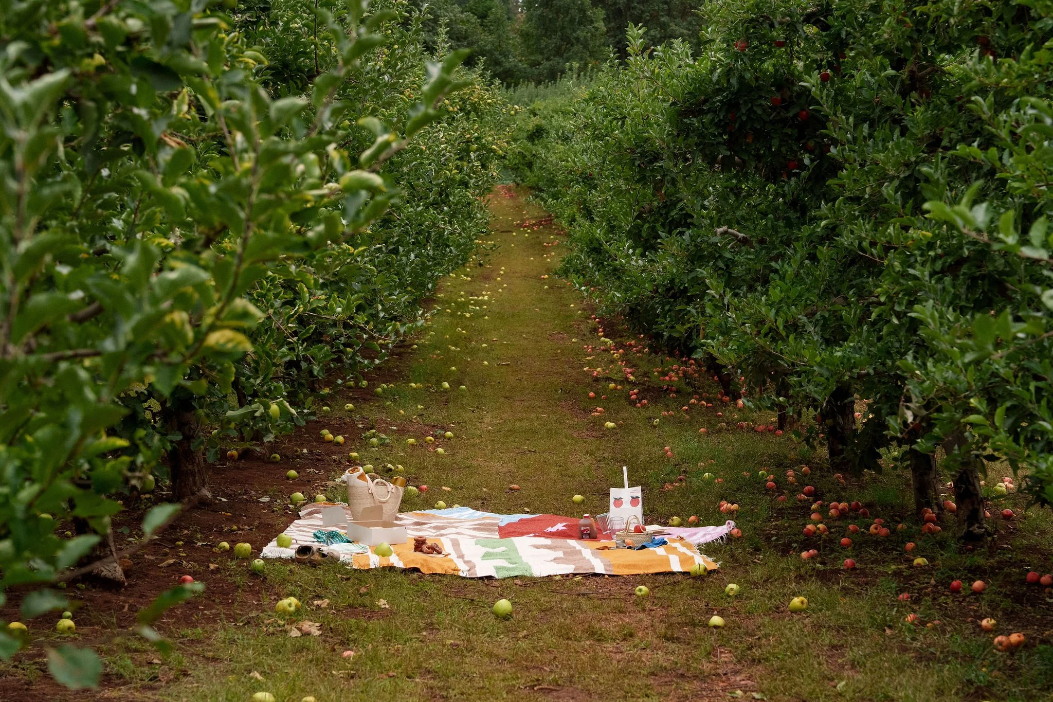 2025_10_01_ApplePickingCaminitoFall-187.jpg