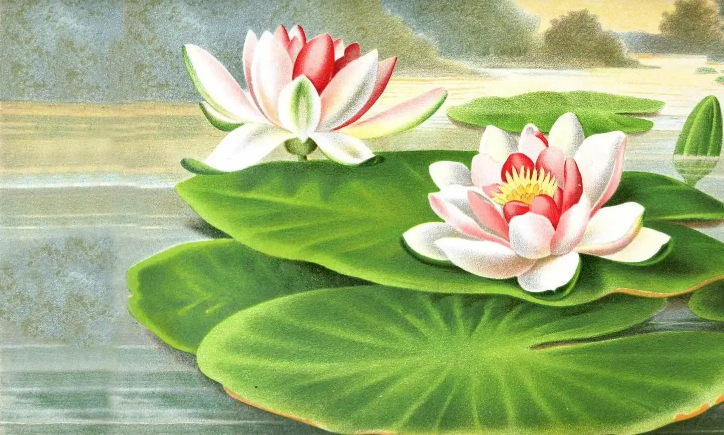 Seerosen-Illustration für Klassische Homöopathie und sanfte Selbstheilungskräfte