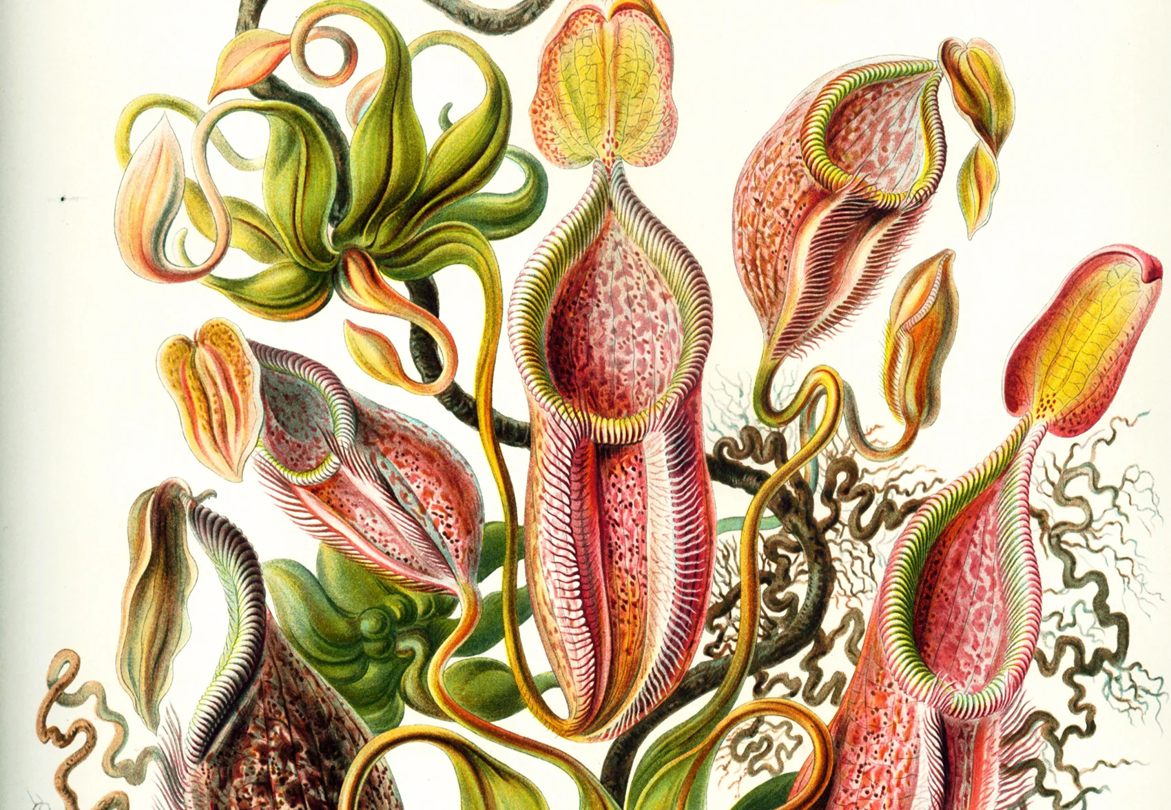 pitcher plant.jpg