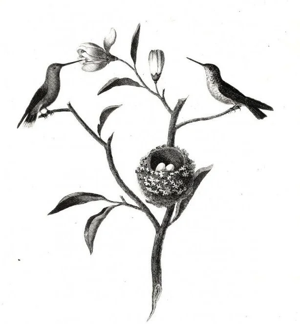 Illustration of hummingbirds at a nest symbolizing systemic constellation work for fertility