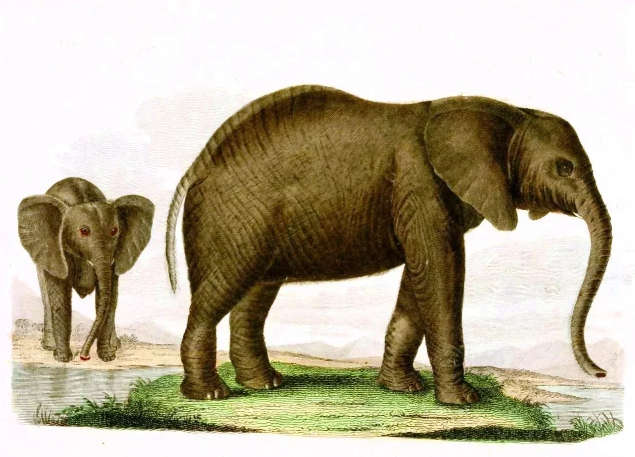 Illustration of an elephant with calf representing child development, neurodiversity, and ADHD support